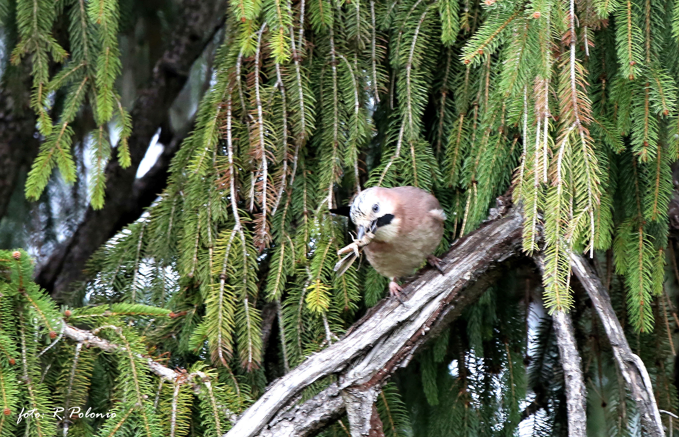 Invito a colazione dalla Ghiandaia