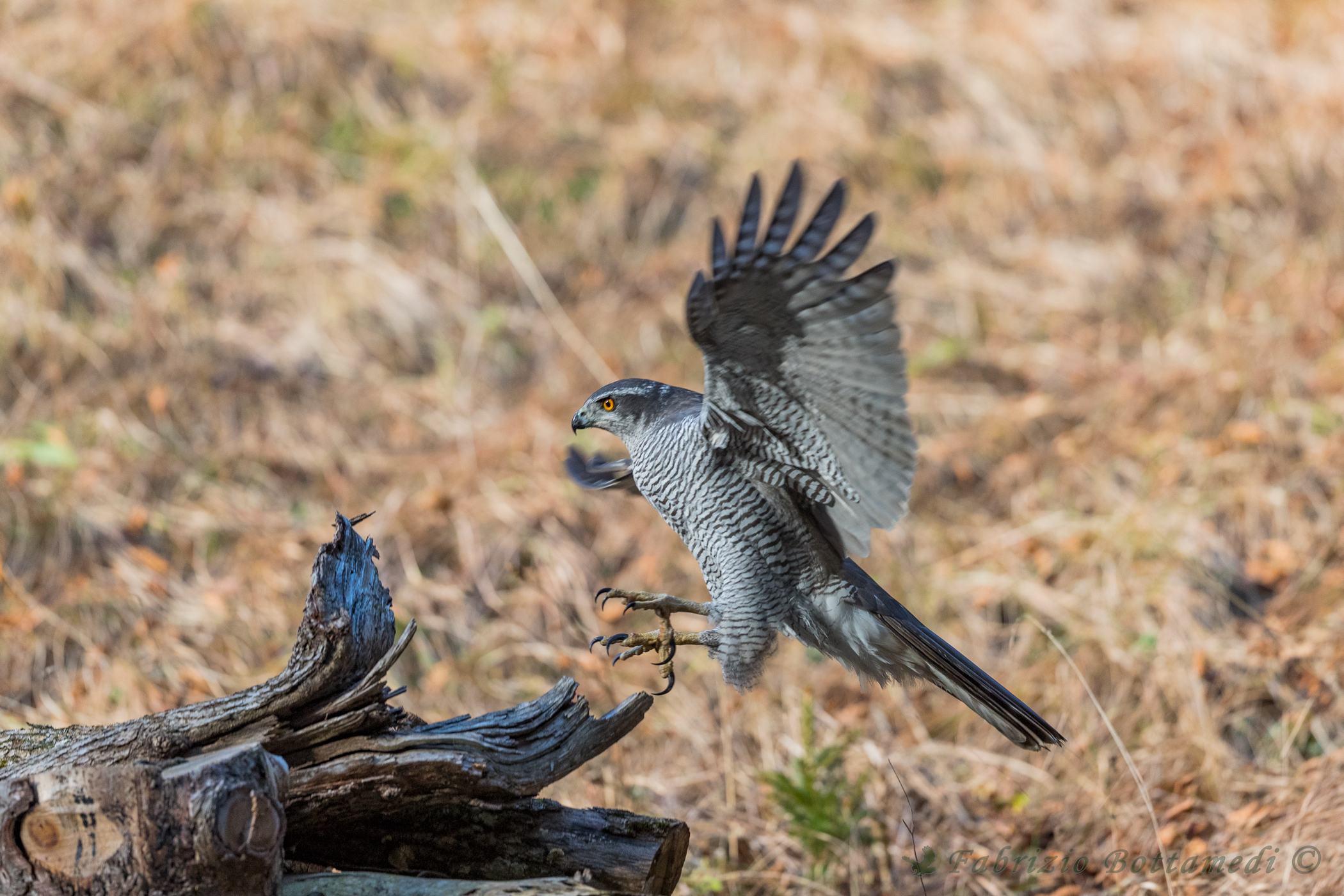 The claws and beak goshawk