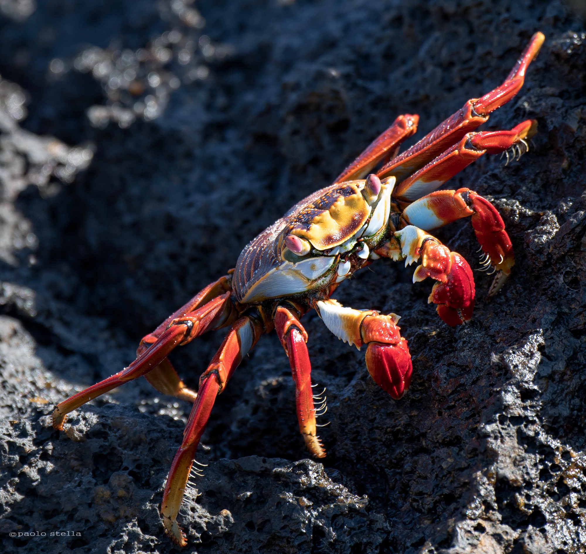 Sally Lightfoot Crab