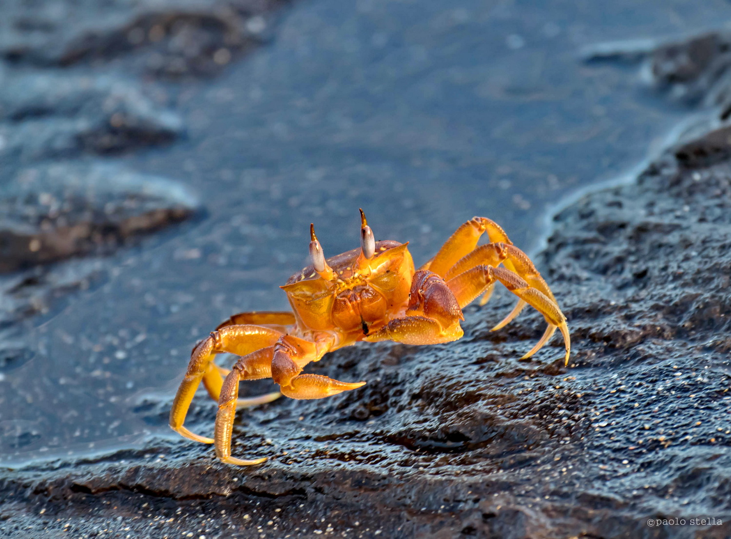 Ghost crab  (Ocypode gaudichaudii)
