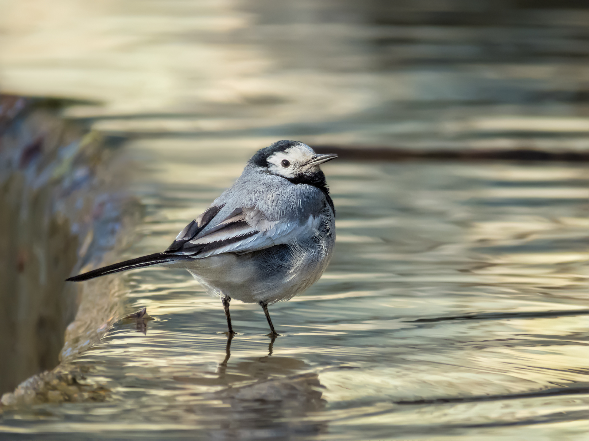 White Wagtail