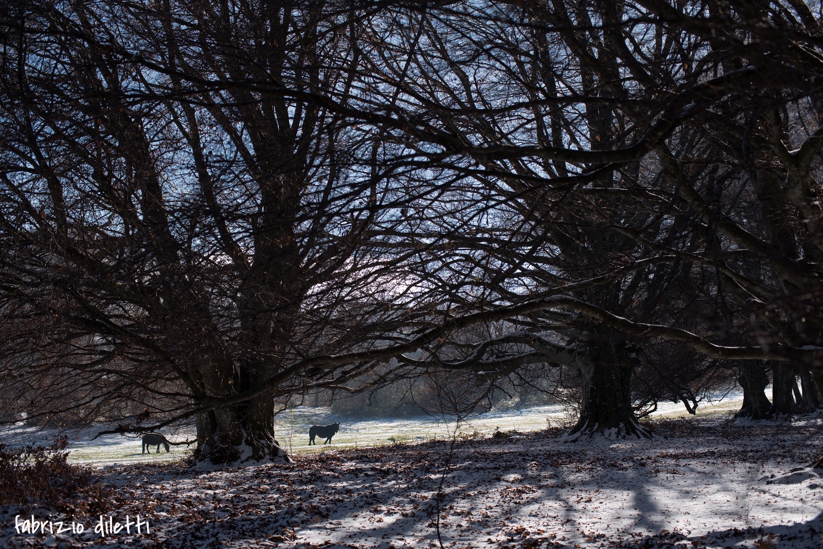 canfaito, prima neve