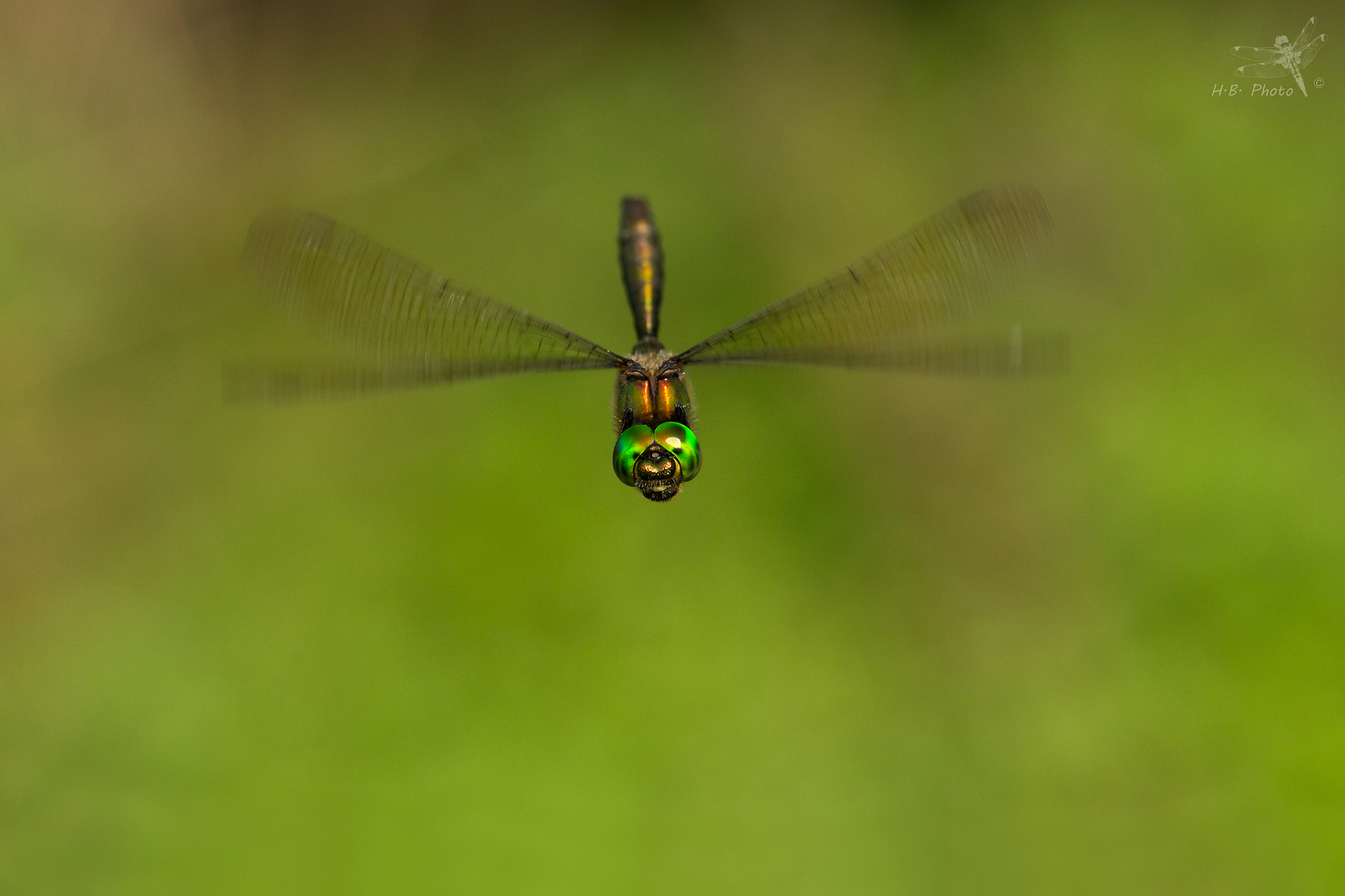 Somatochlora metallica, di sesso maschile