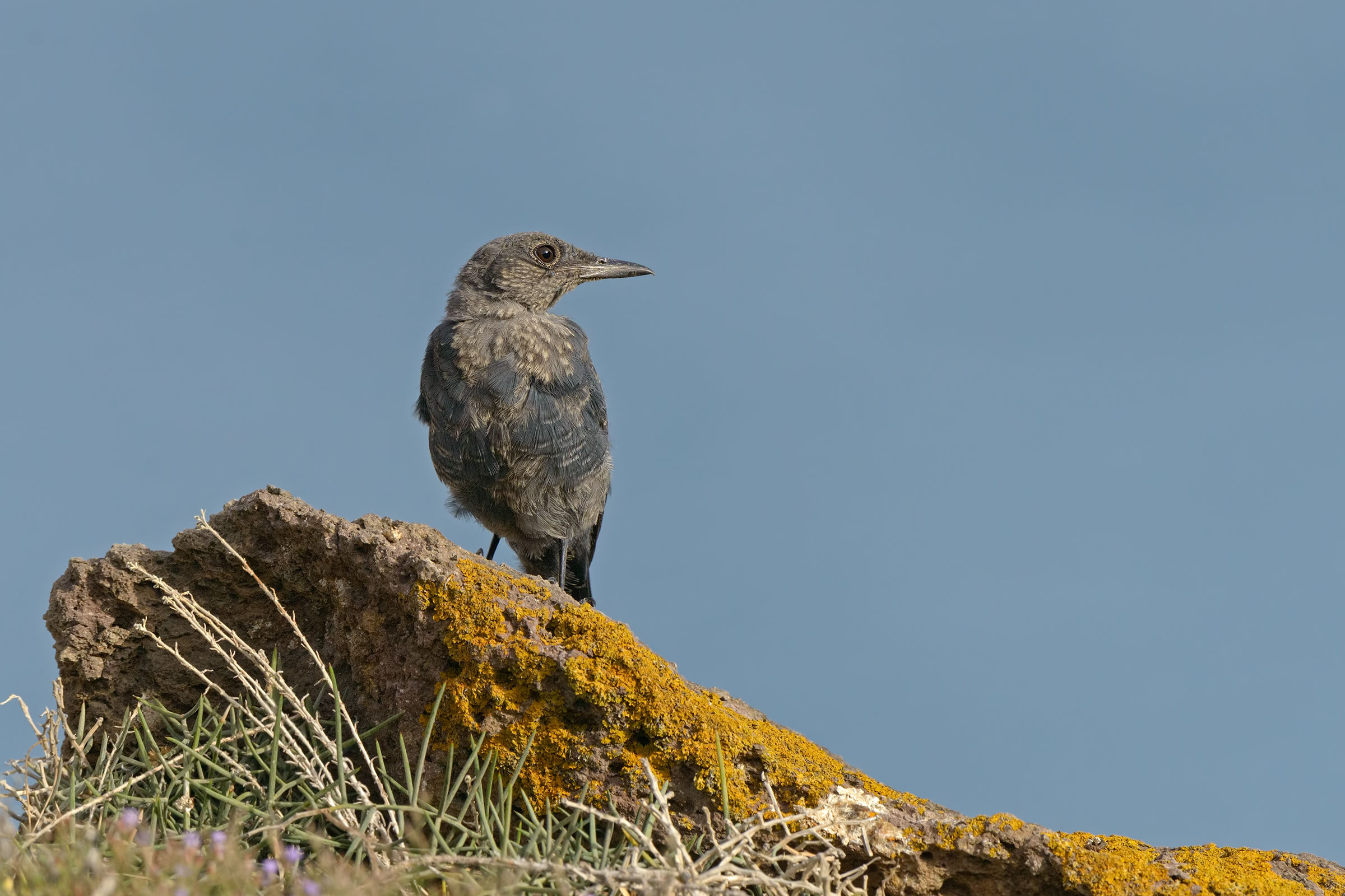 Rock thrush