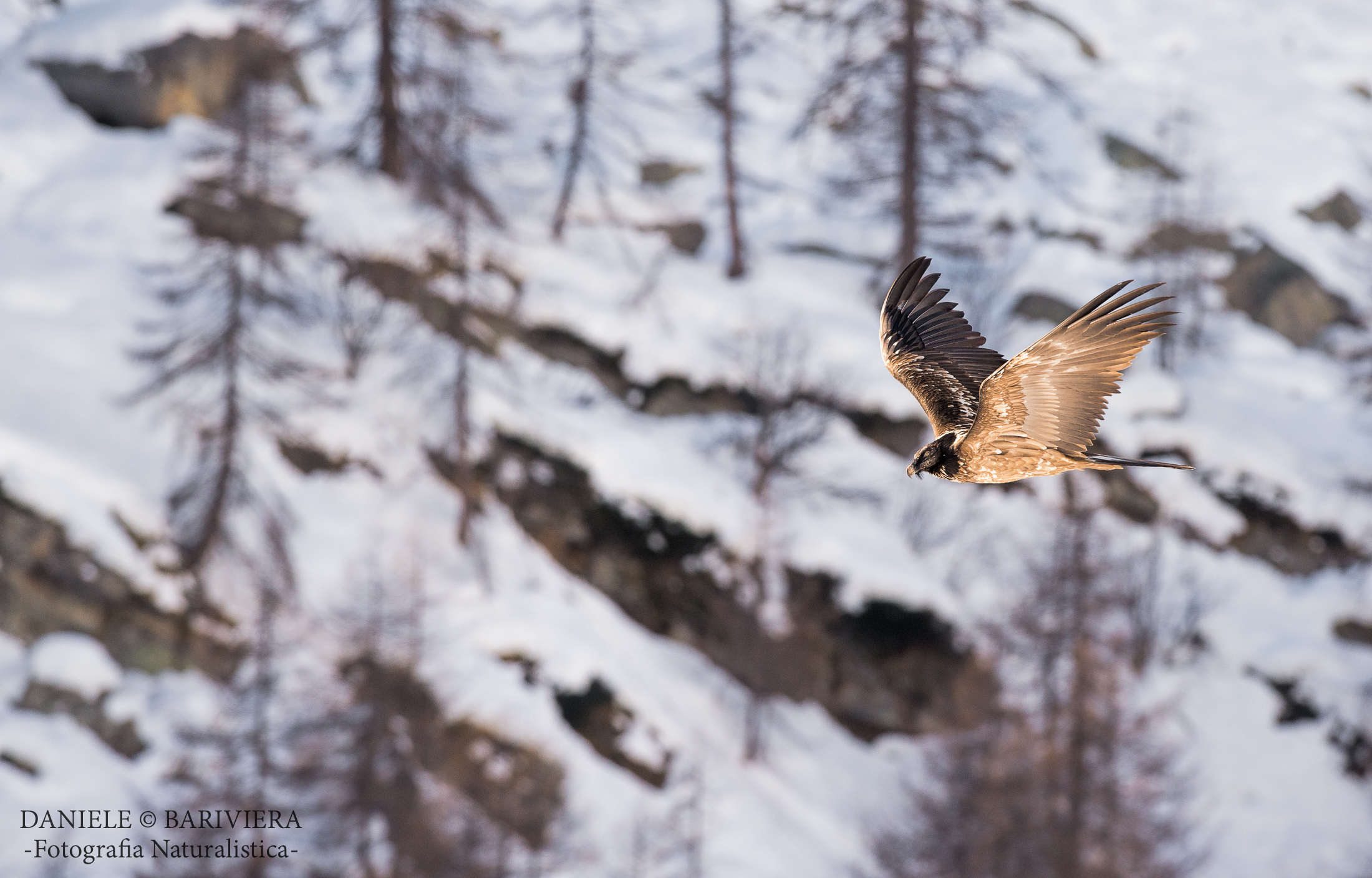 Bearded Vulture juv.
