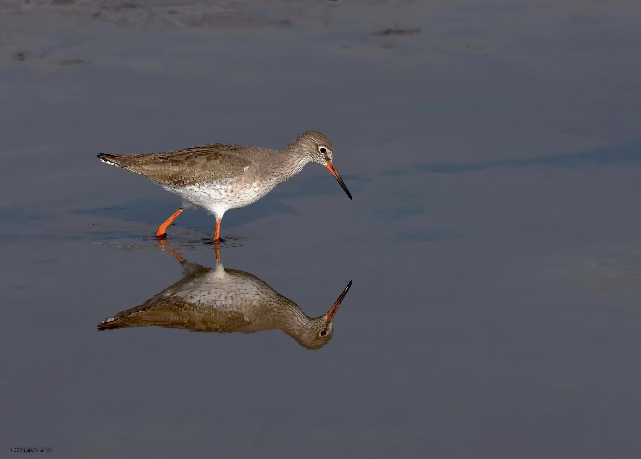Redshank in the mirror