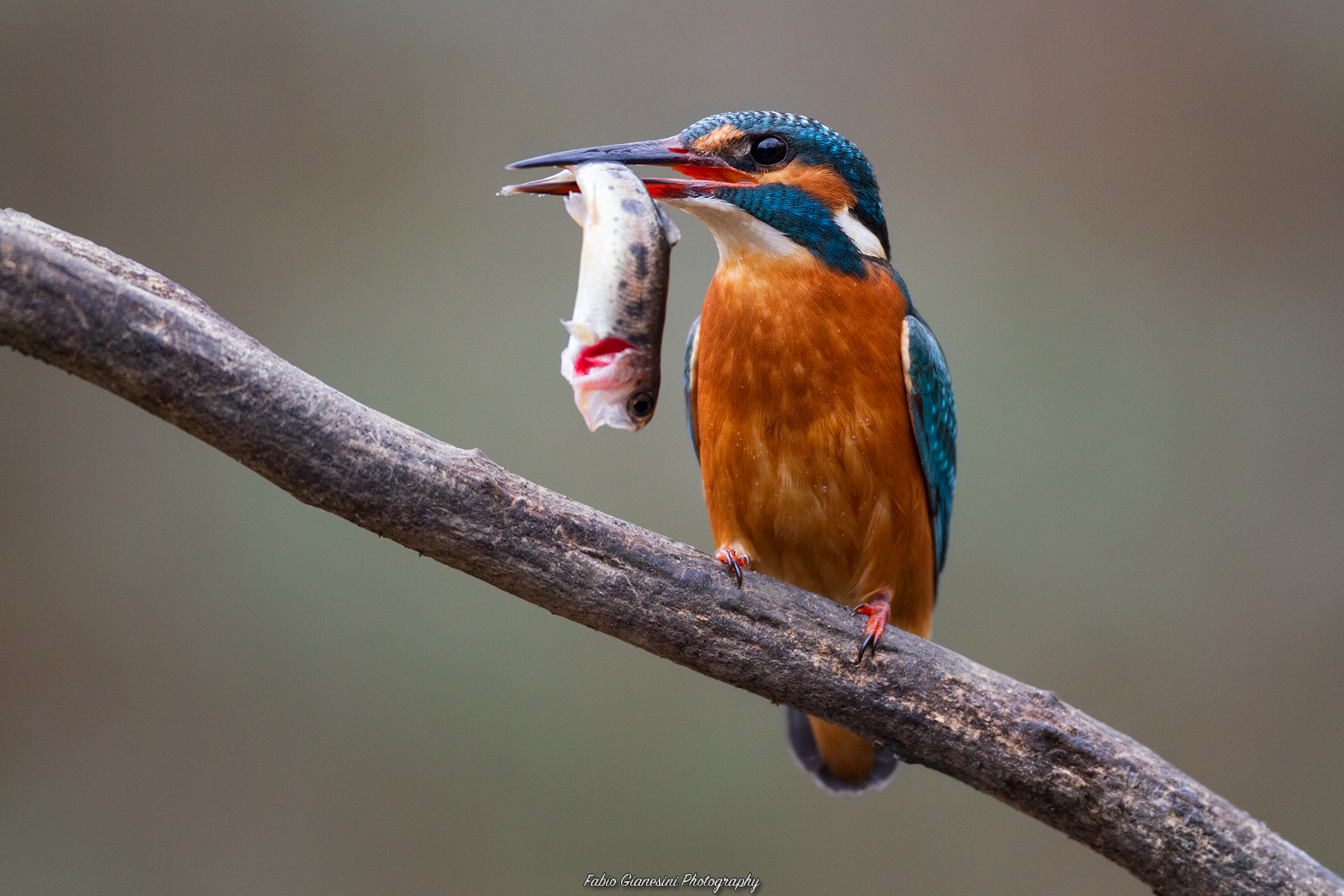 Kingfisher
