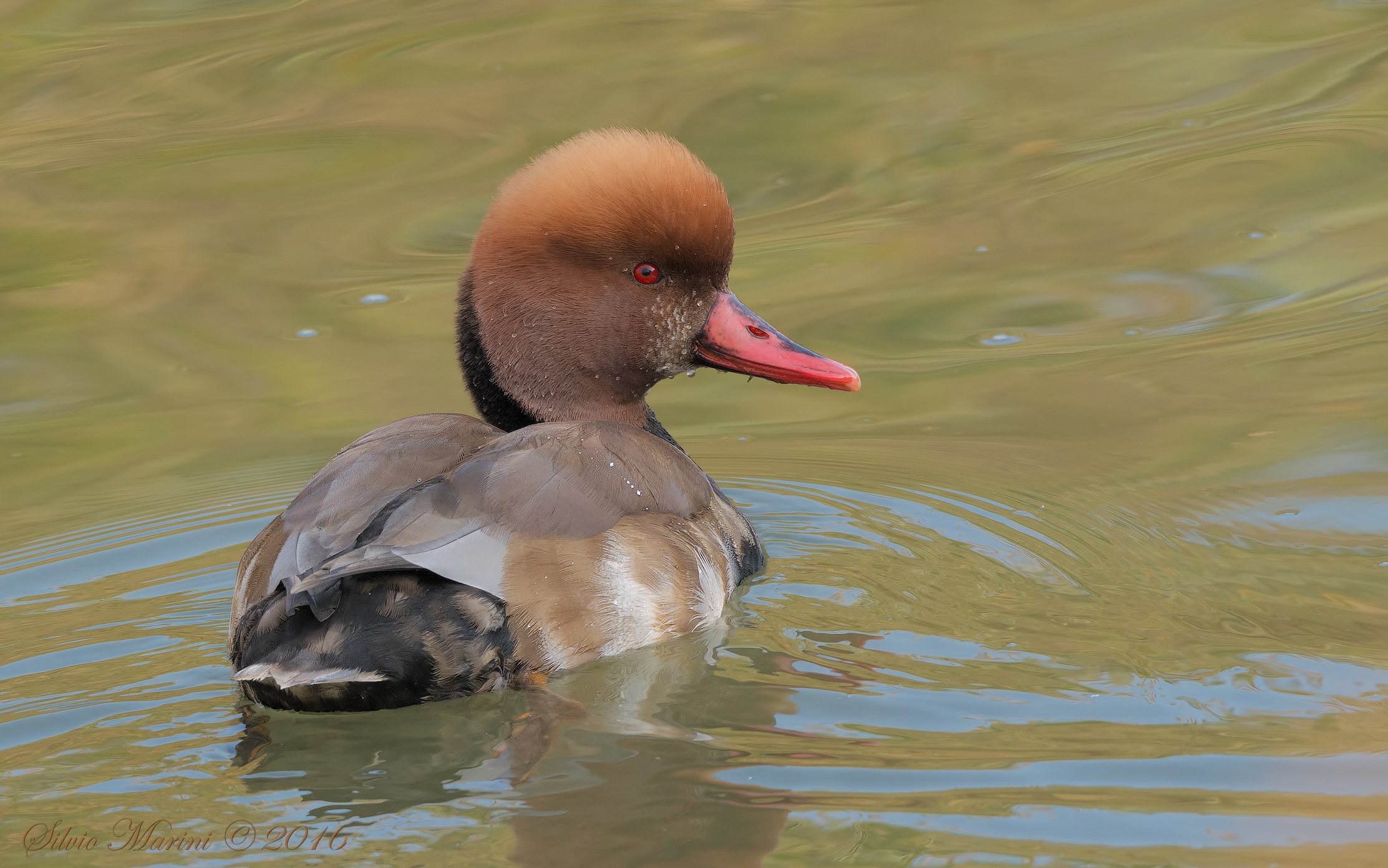 Fistione turco (Netta rufina)