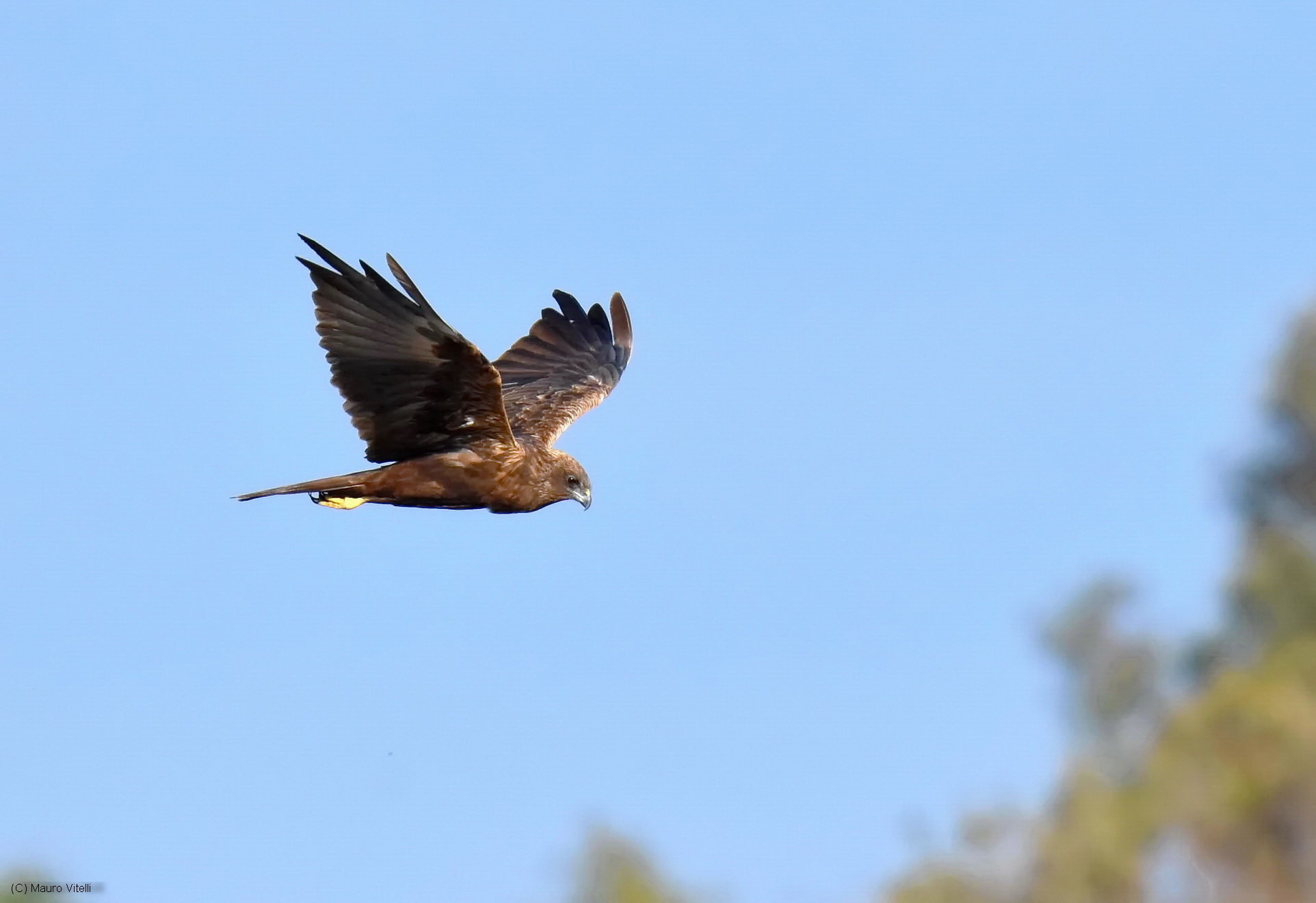 Harrier hunting swamp
