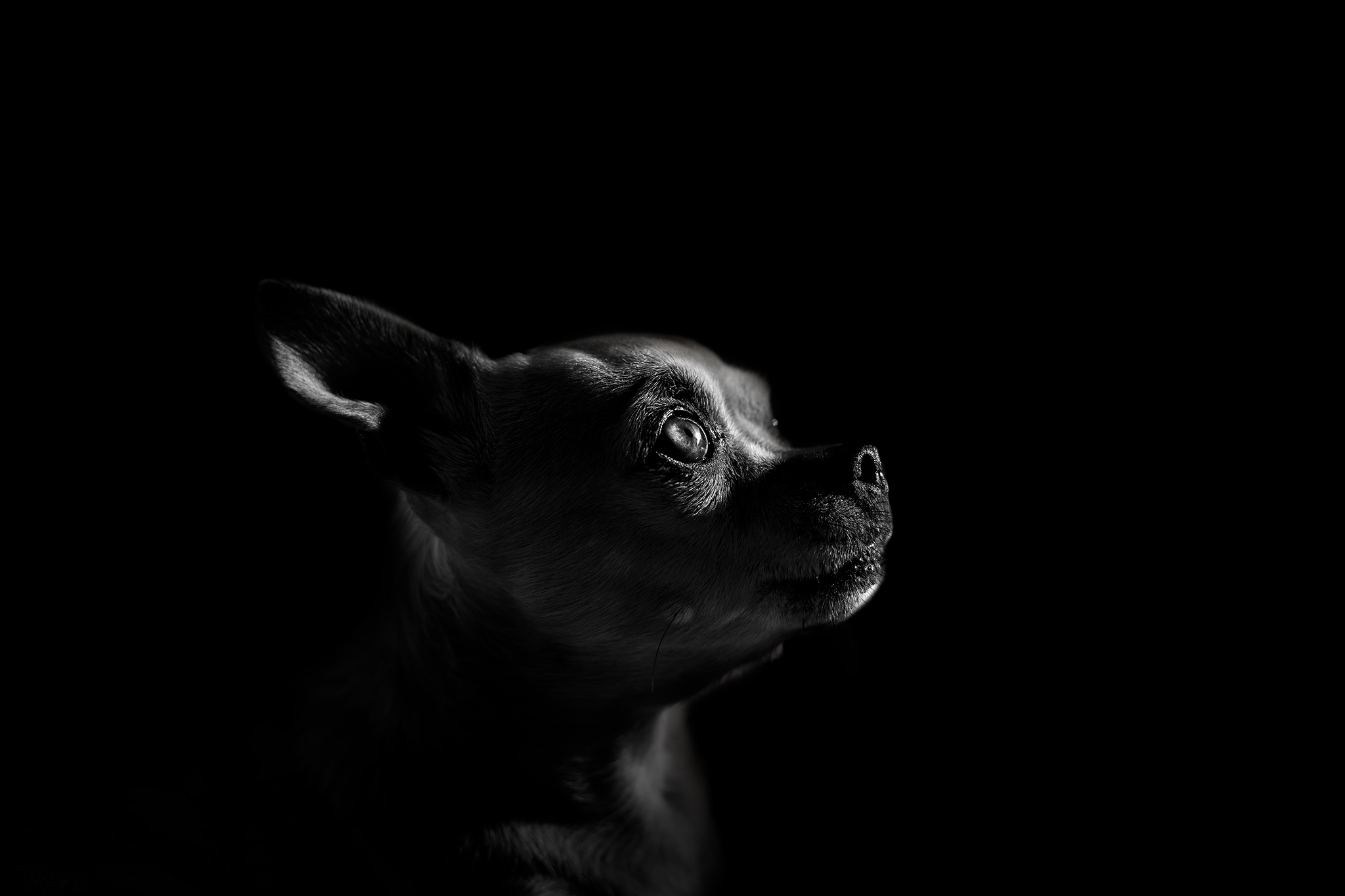 My sweet model, Kira.