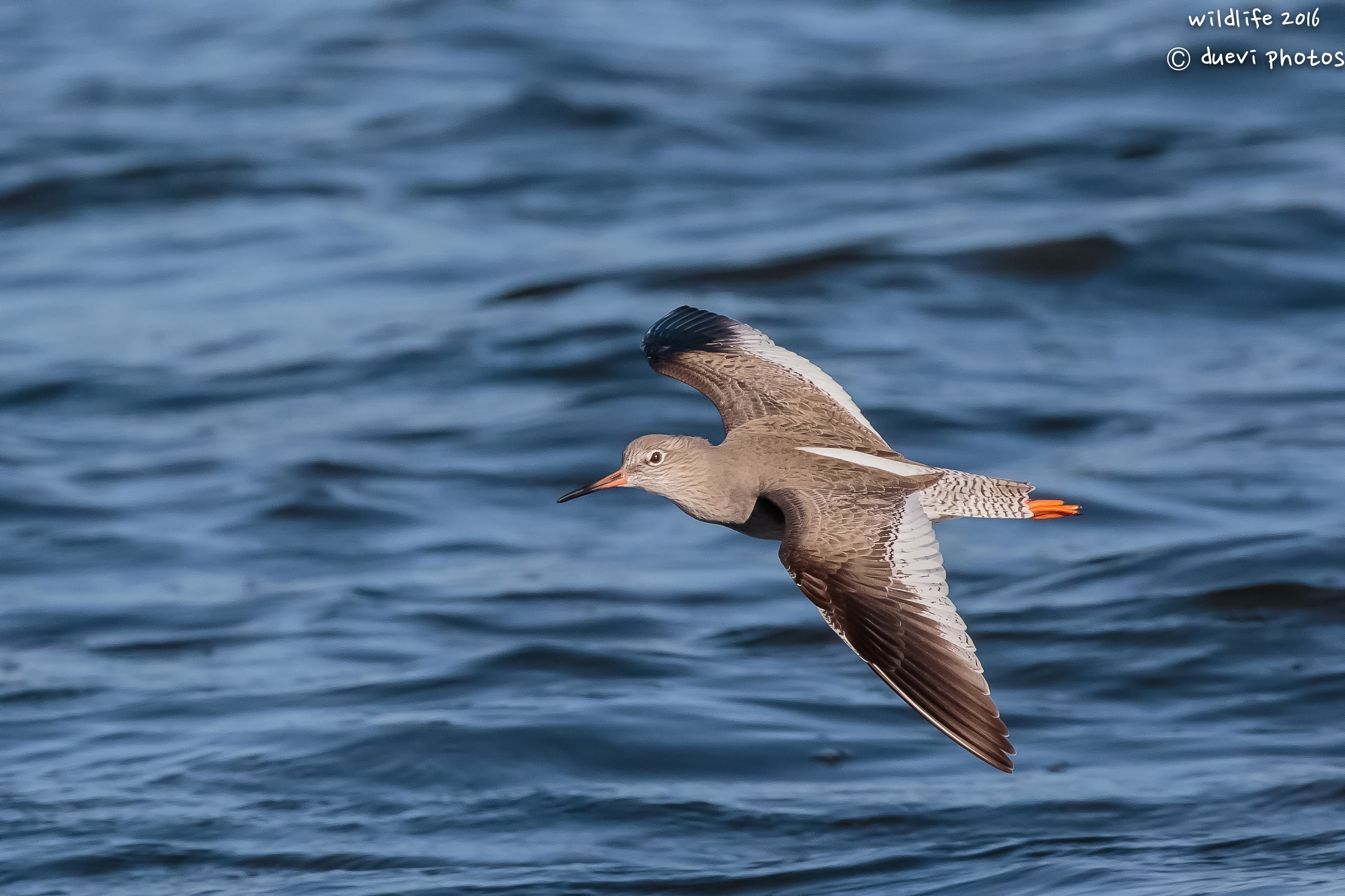 Redshank in flight