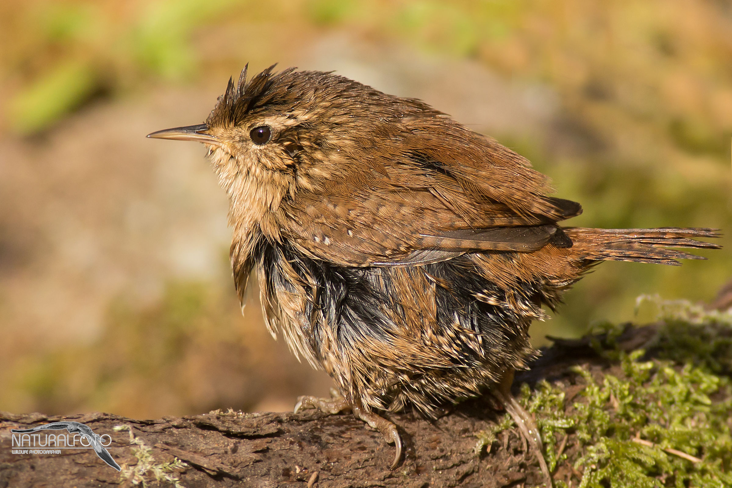 Wren after the bath