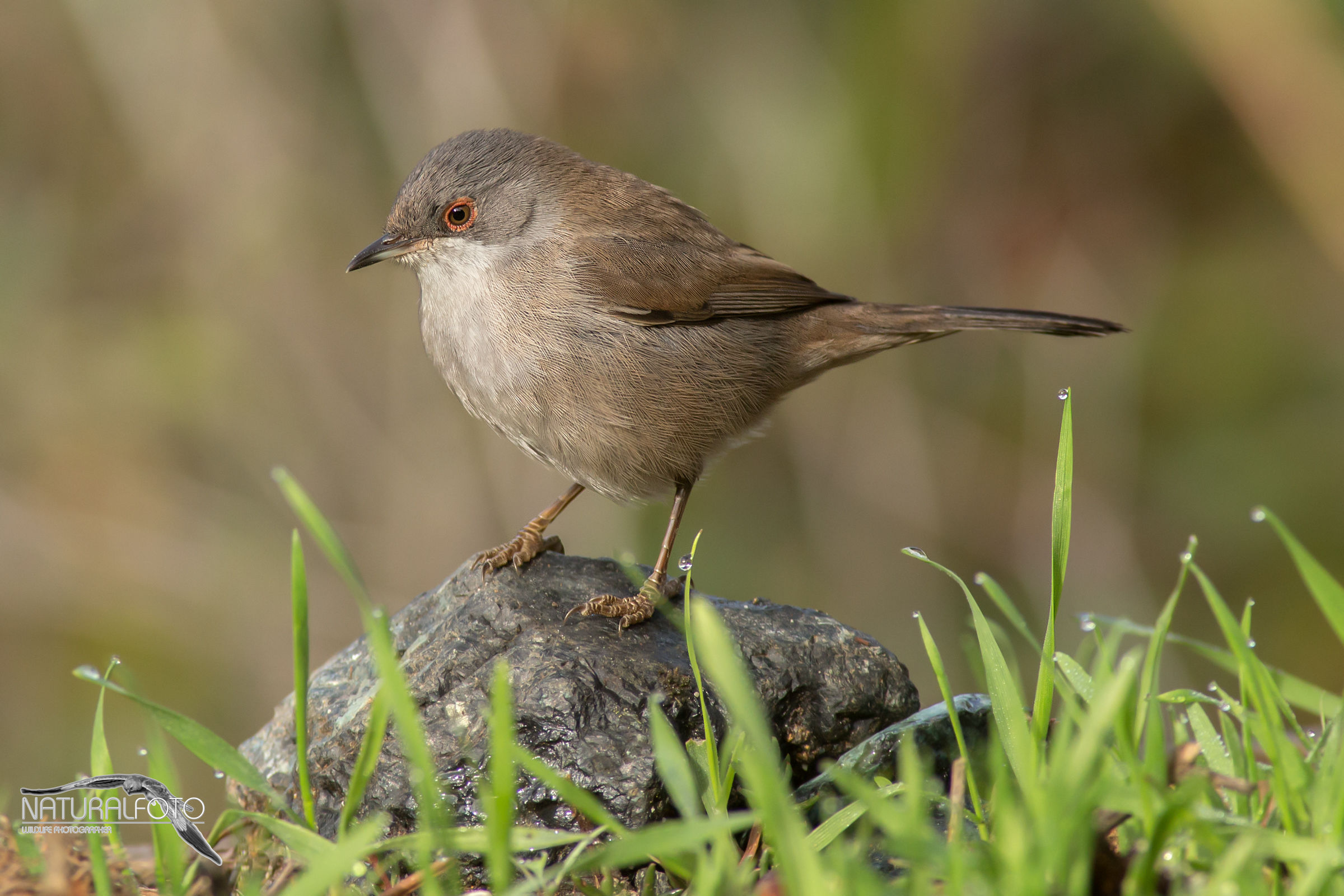 Occhiocotta e goccioline