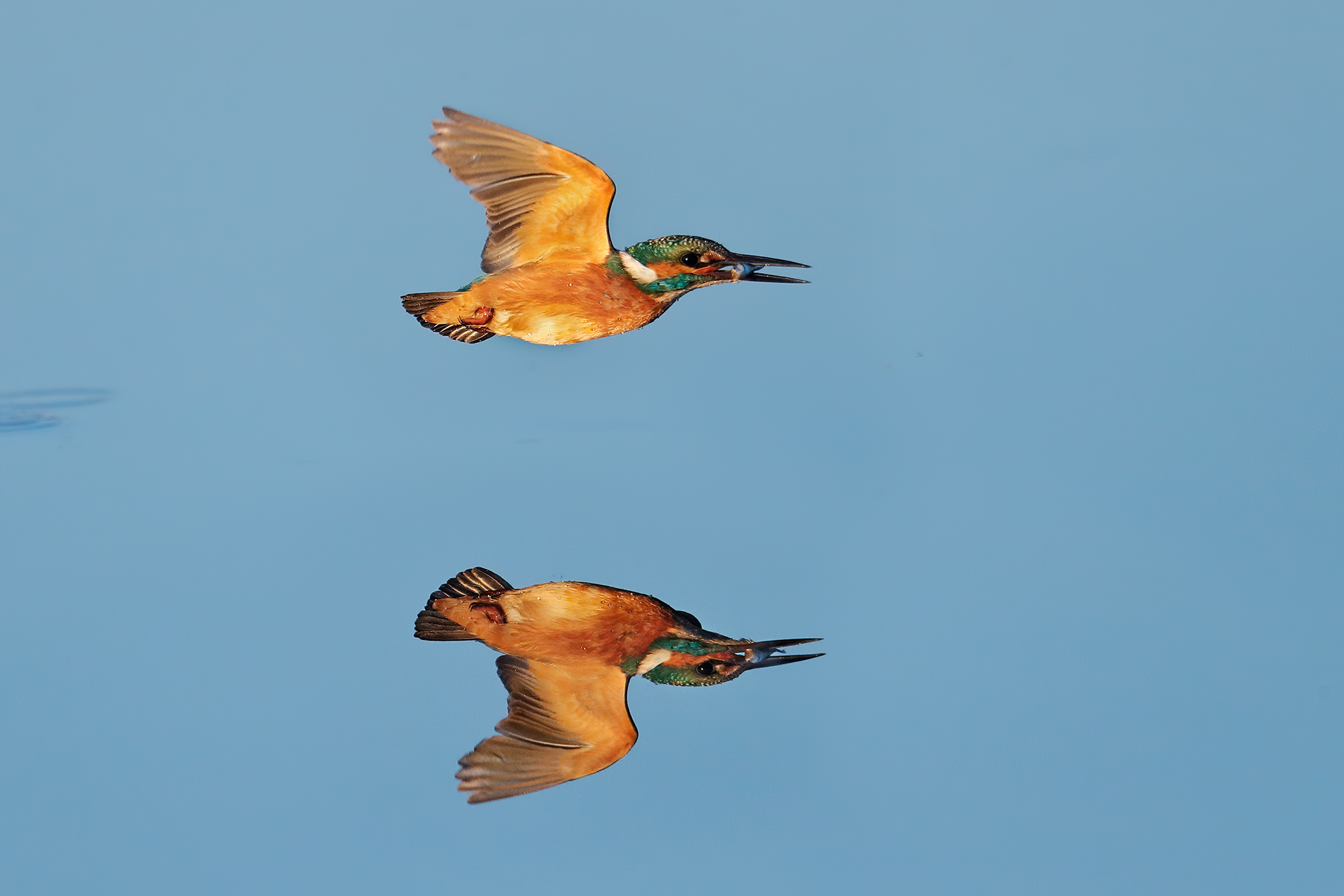 Il martino e il suo riflesso 3