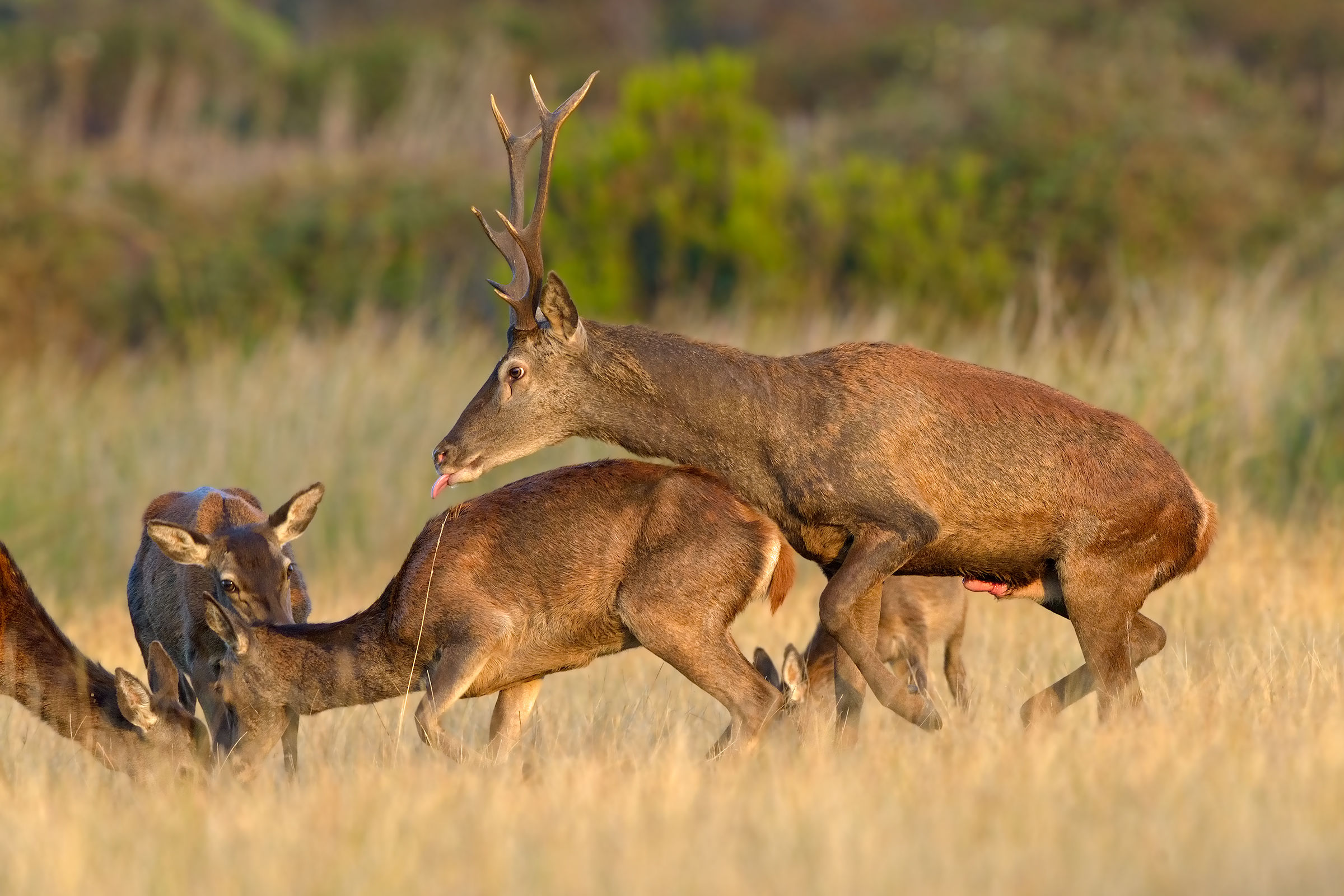 deer in mating