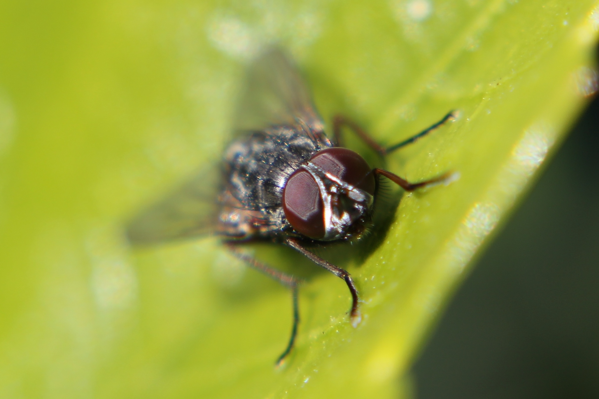 what big eyes you have!