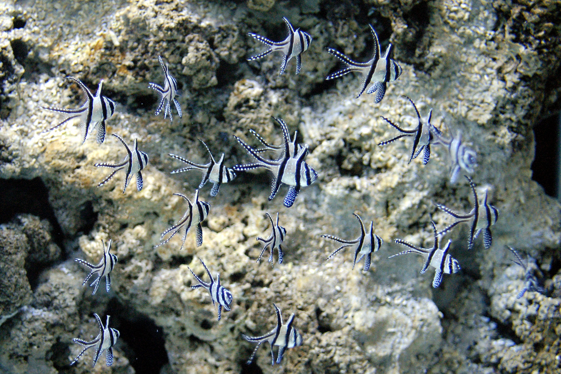 Acquario di Cattolica