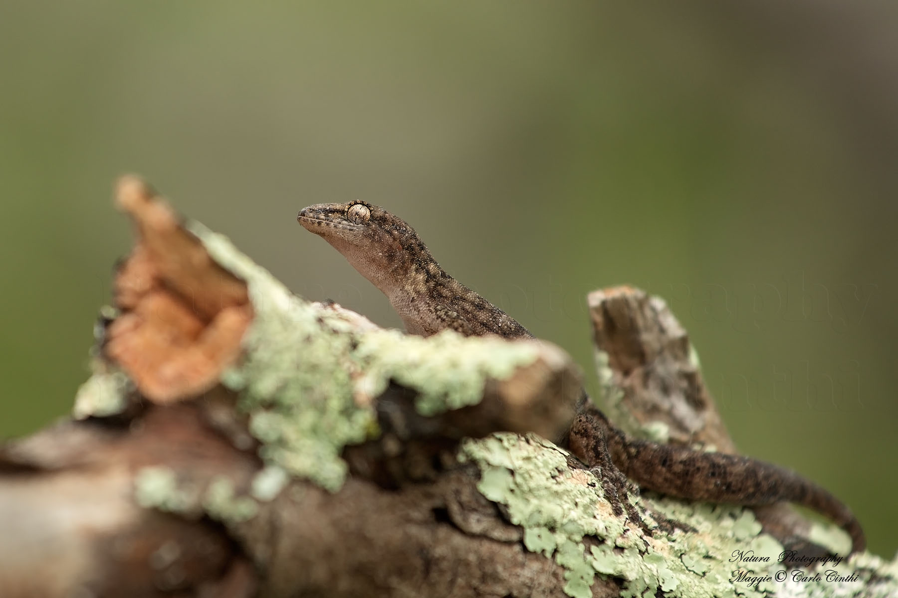 Gecko
