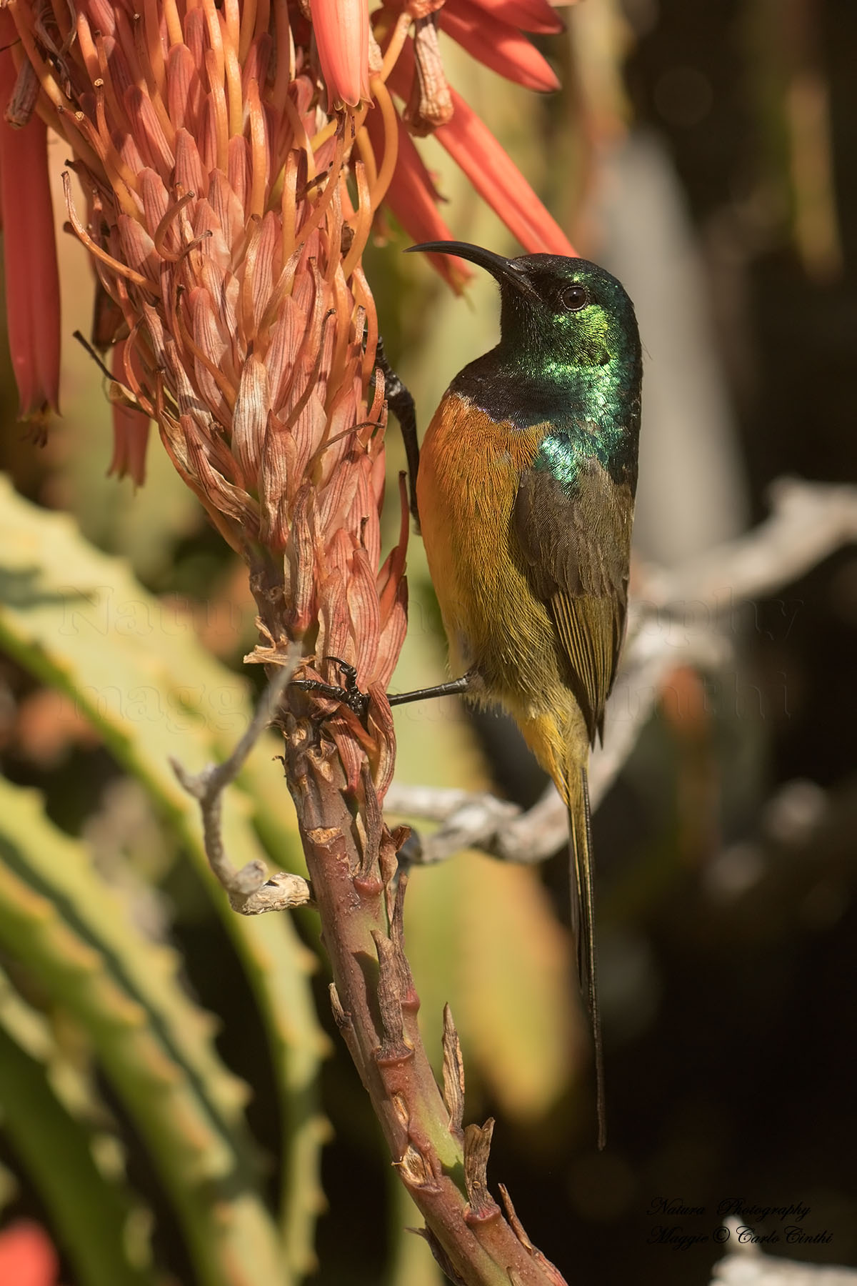 bellied Sunbird