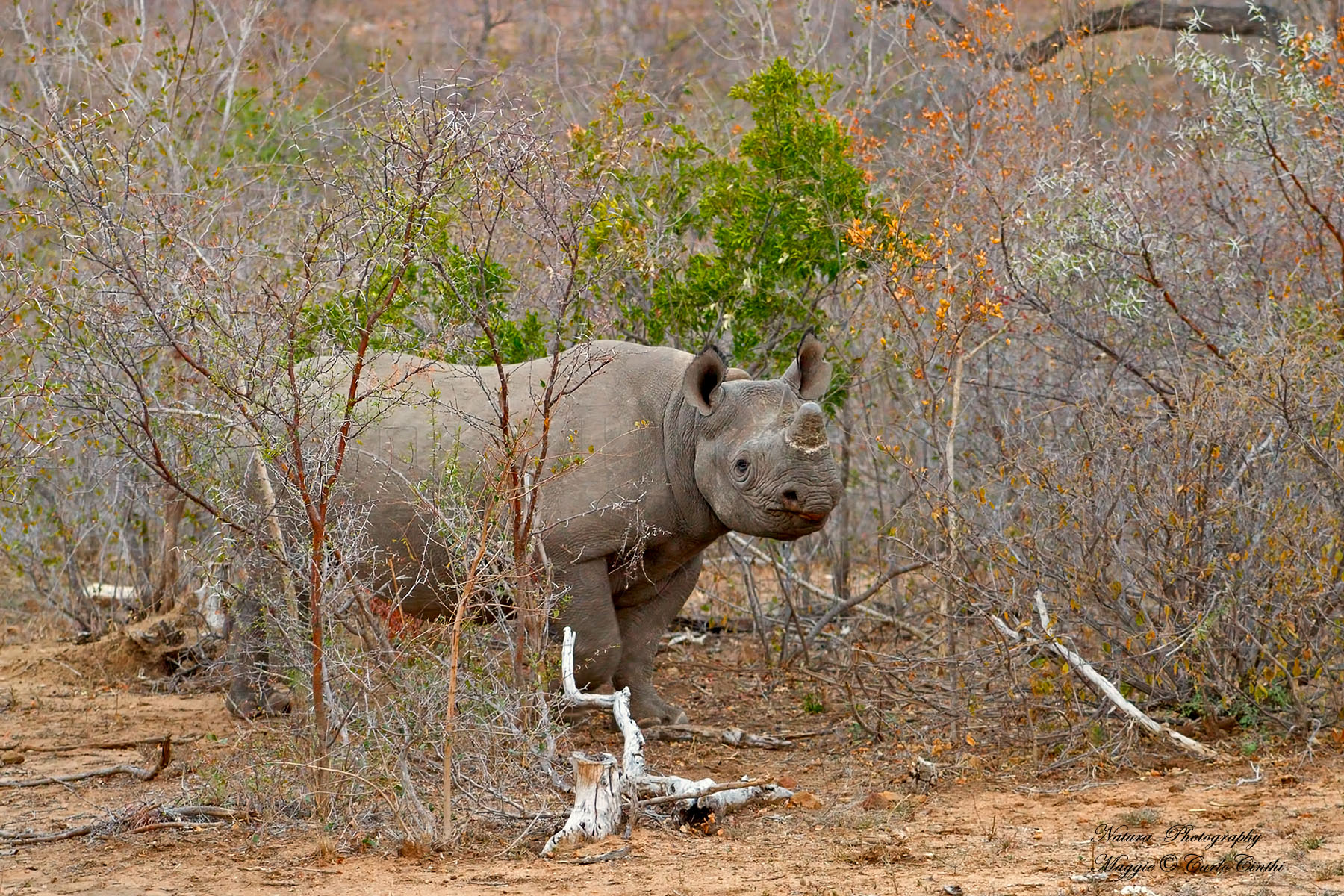 Black Rhinoceros - Diceros bicornis