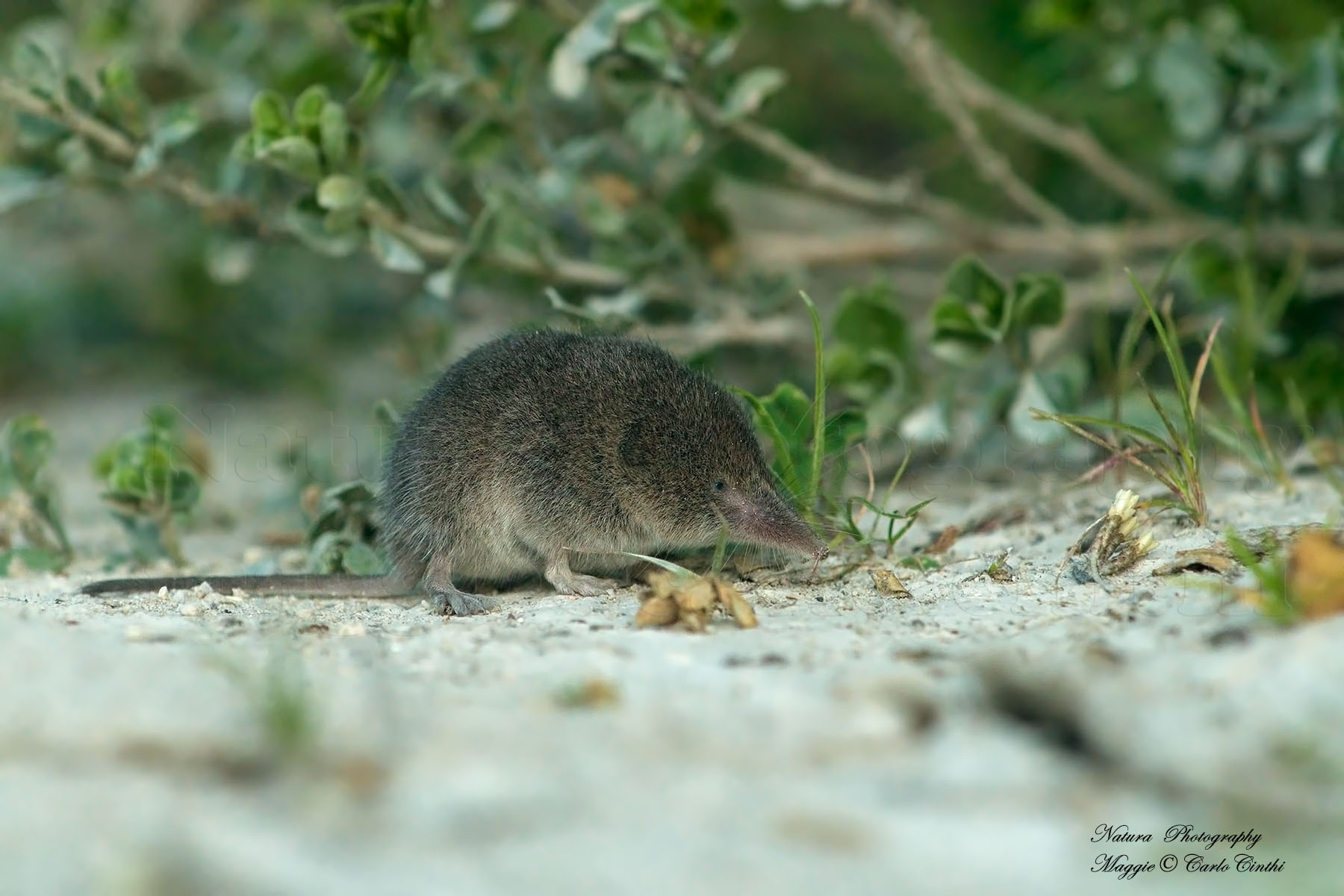 Shrew (Sorex araneus)