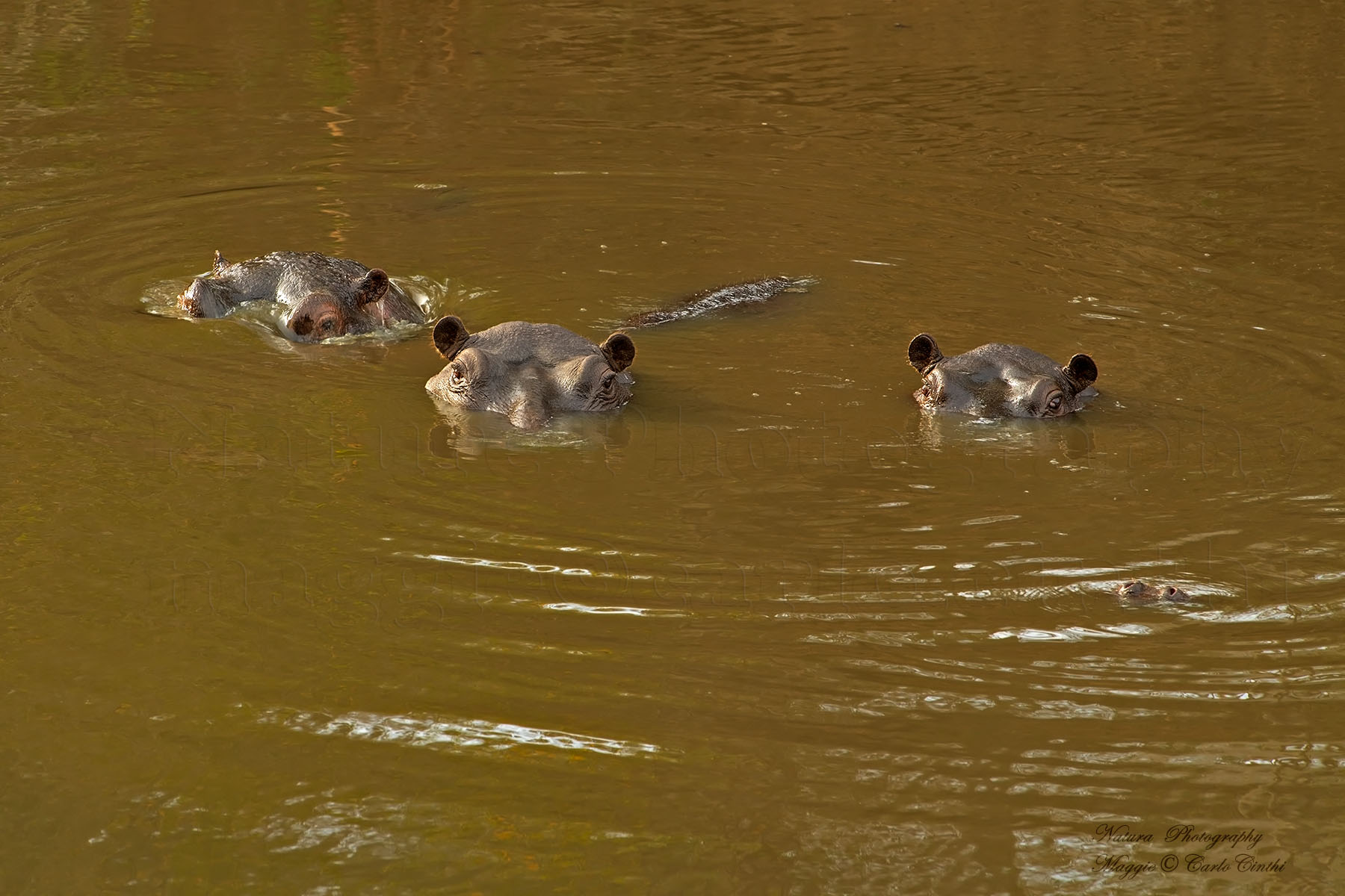 hippopotamuses