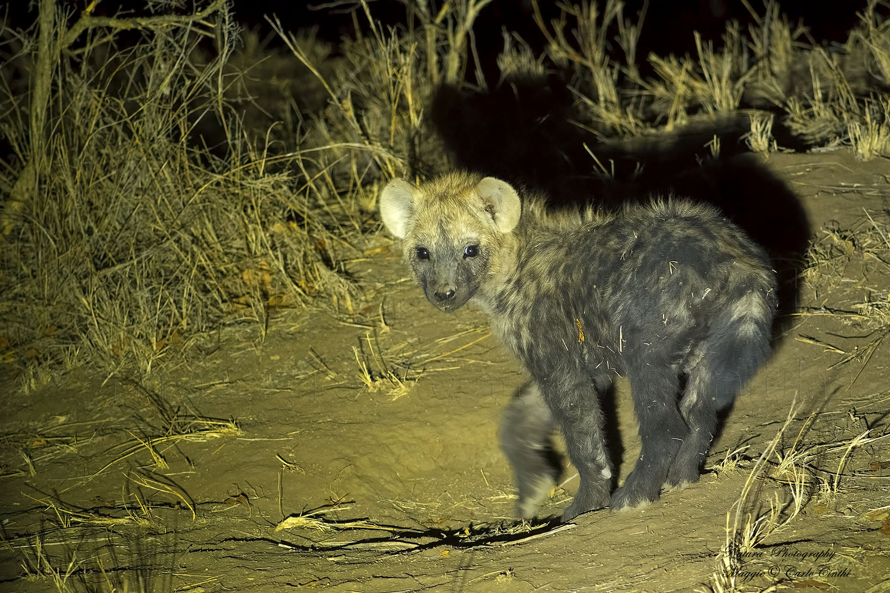 Hyena cub
