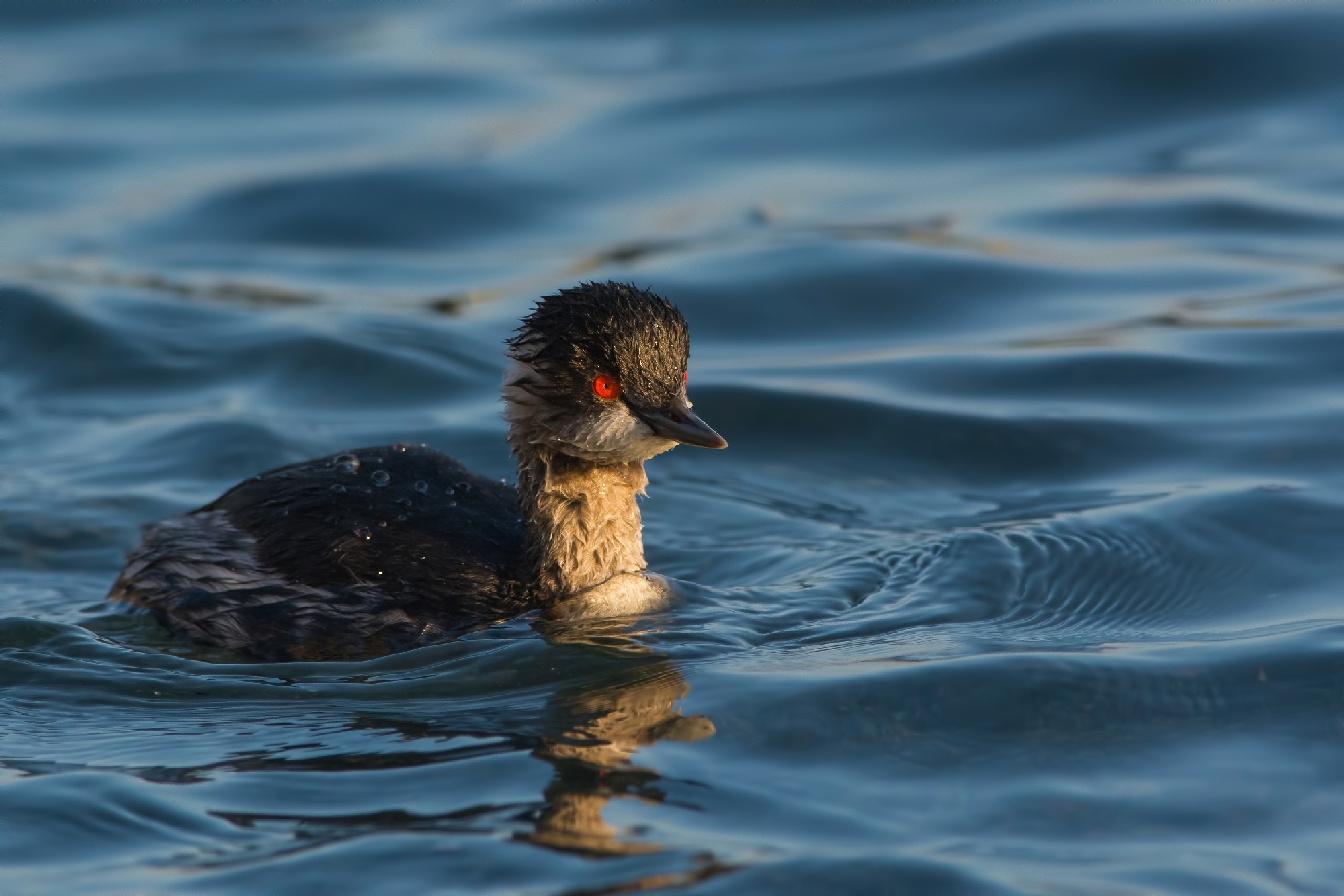 Black-necked Grebe