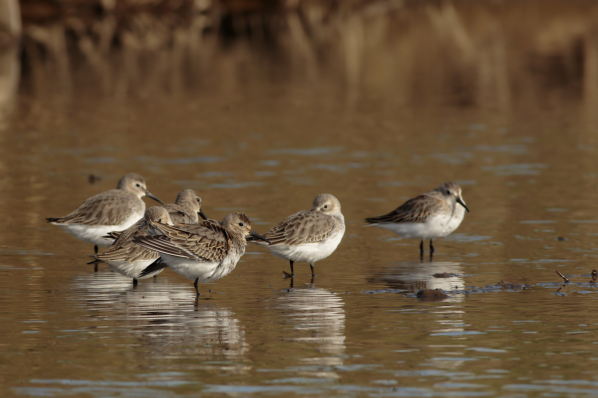 Dunlin