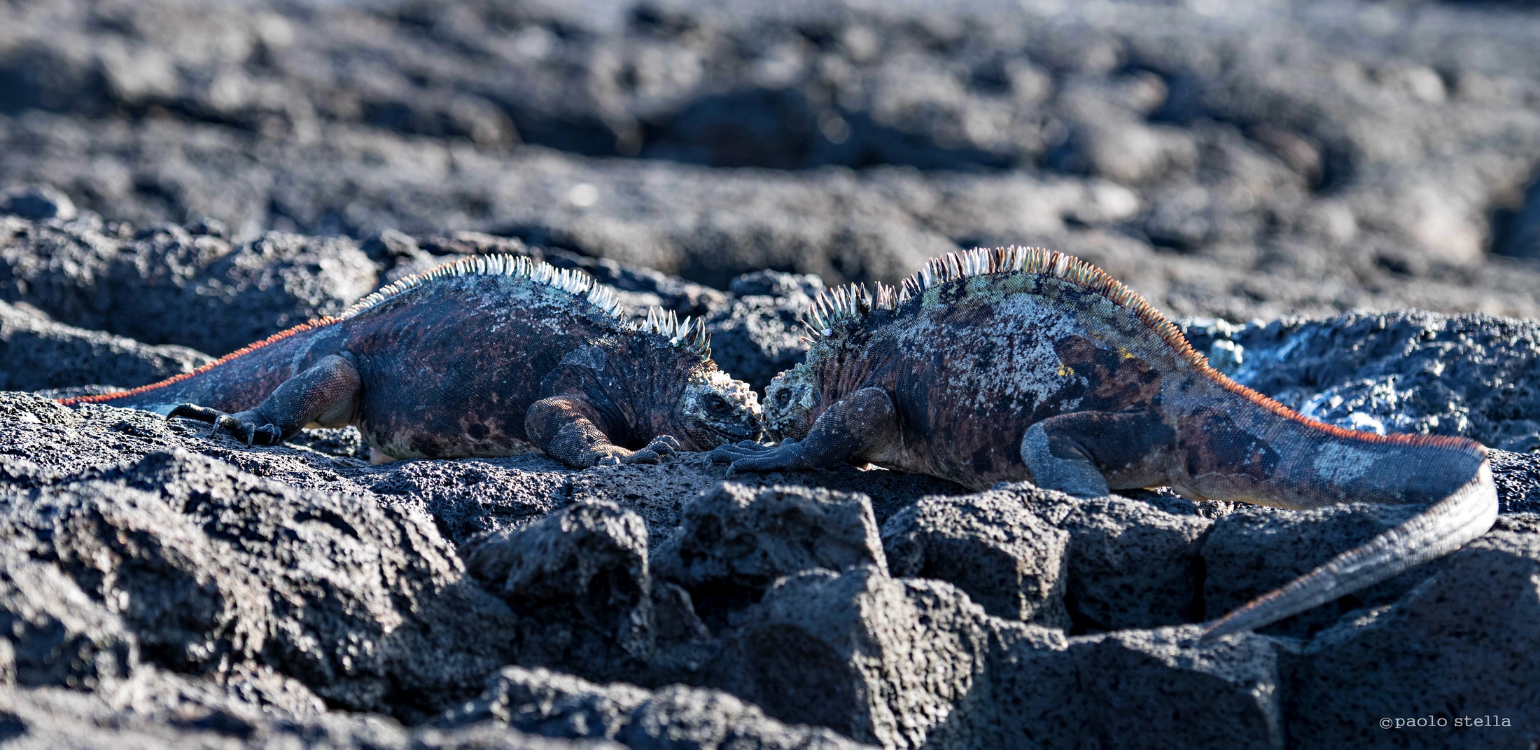 la sfida - iguane marine (Amblyrhynchus cristatus)