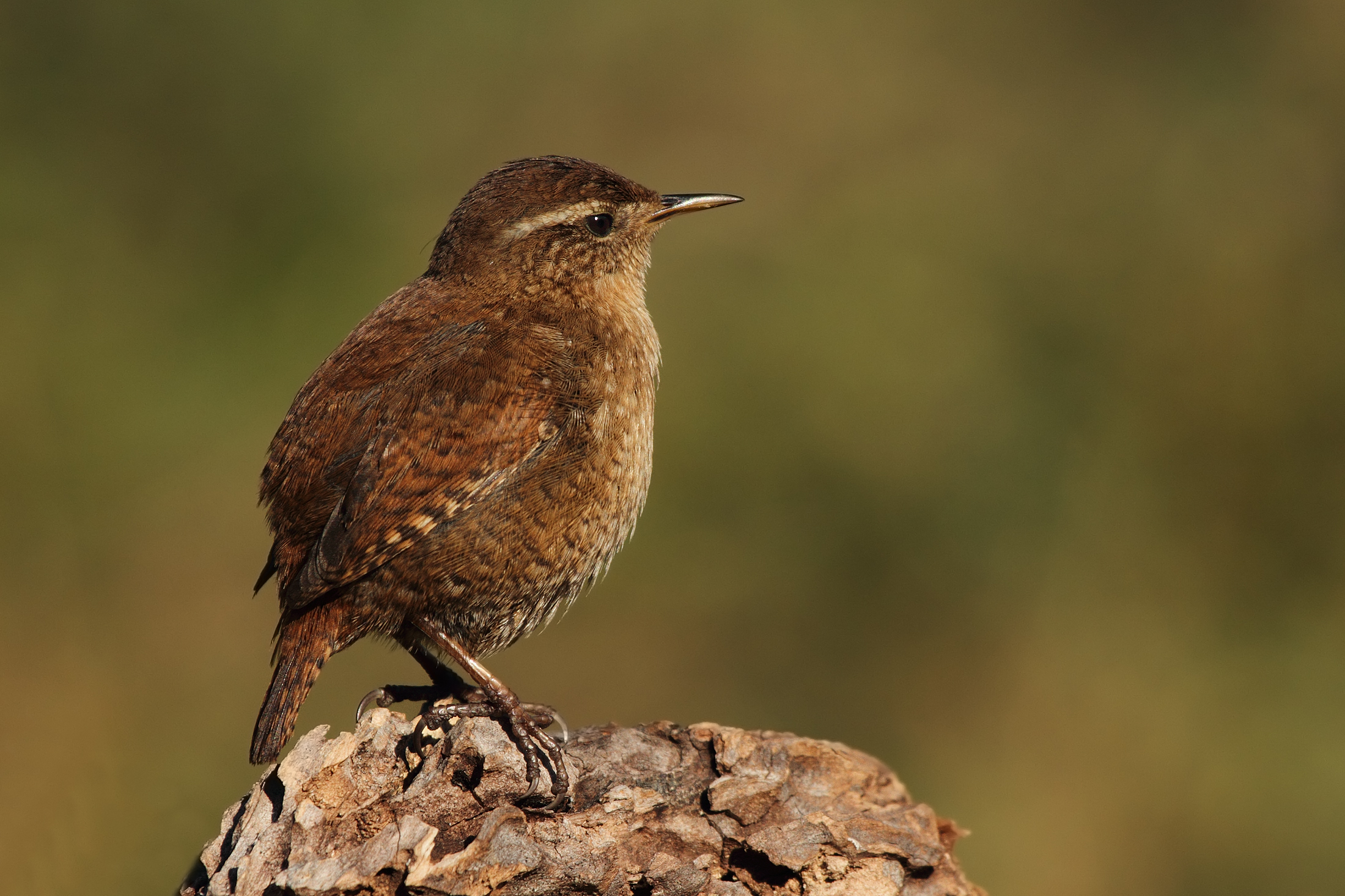 Wren