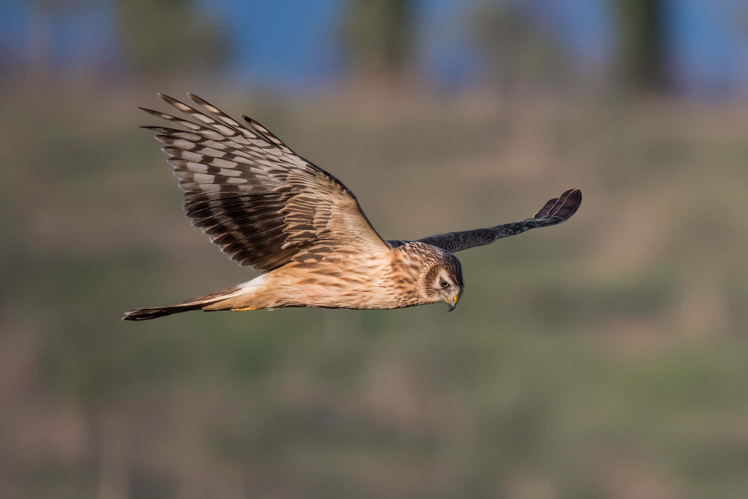 Albanella Reale Female