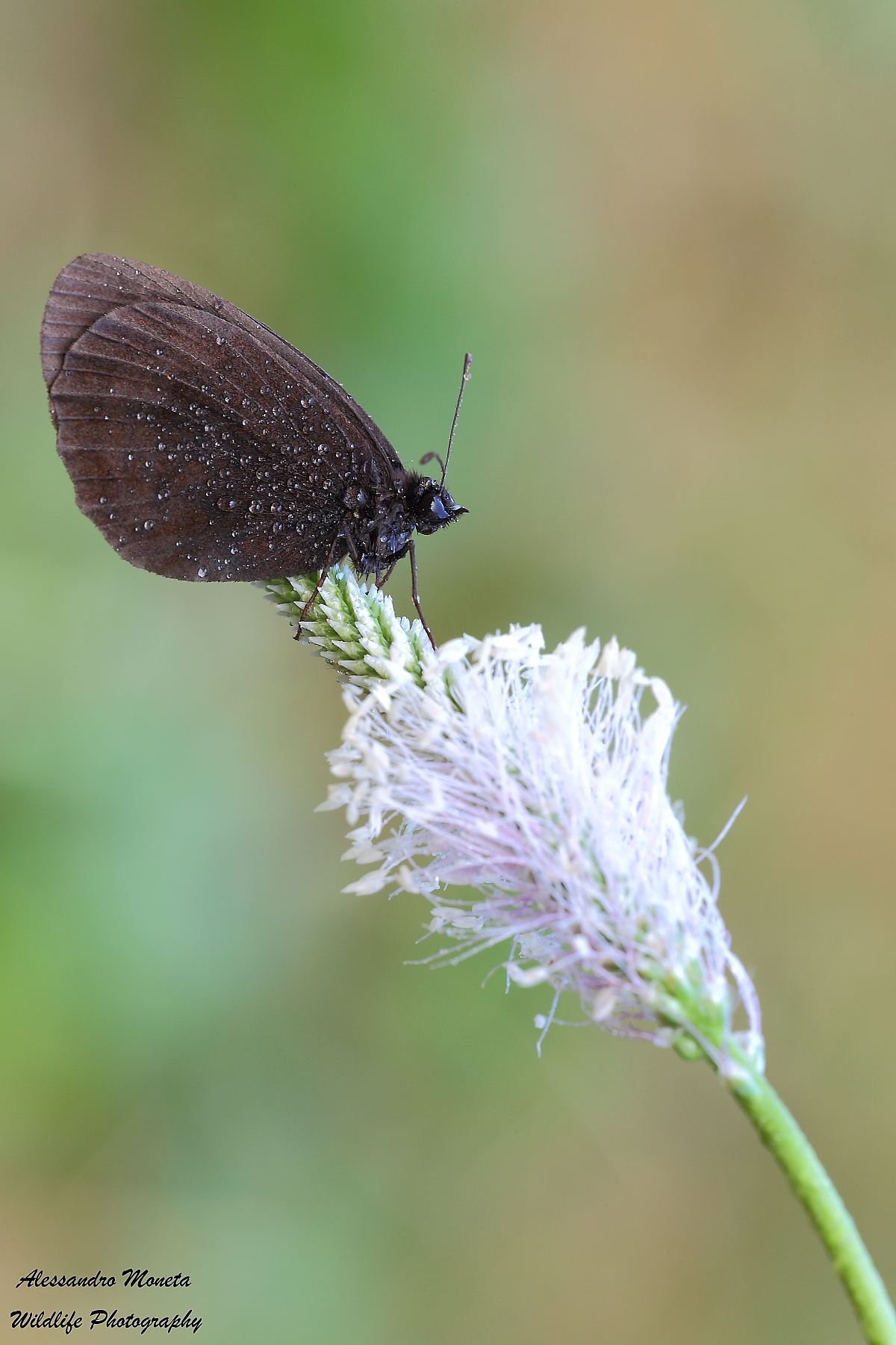 Hipparchia Statilinus