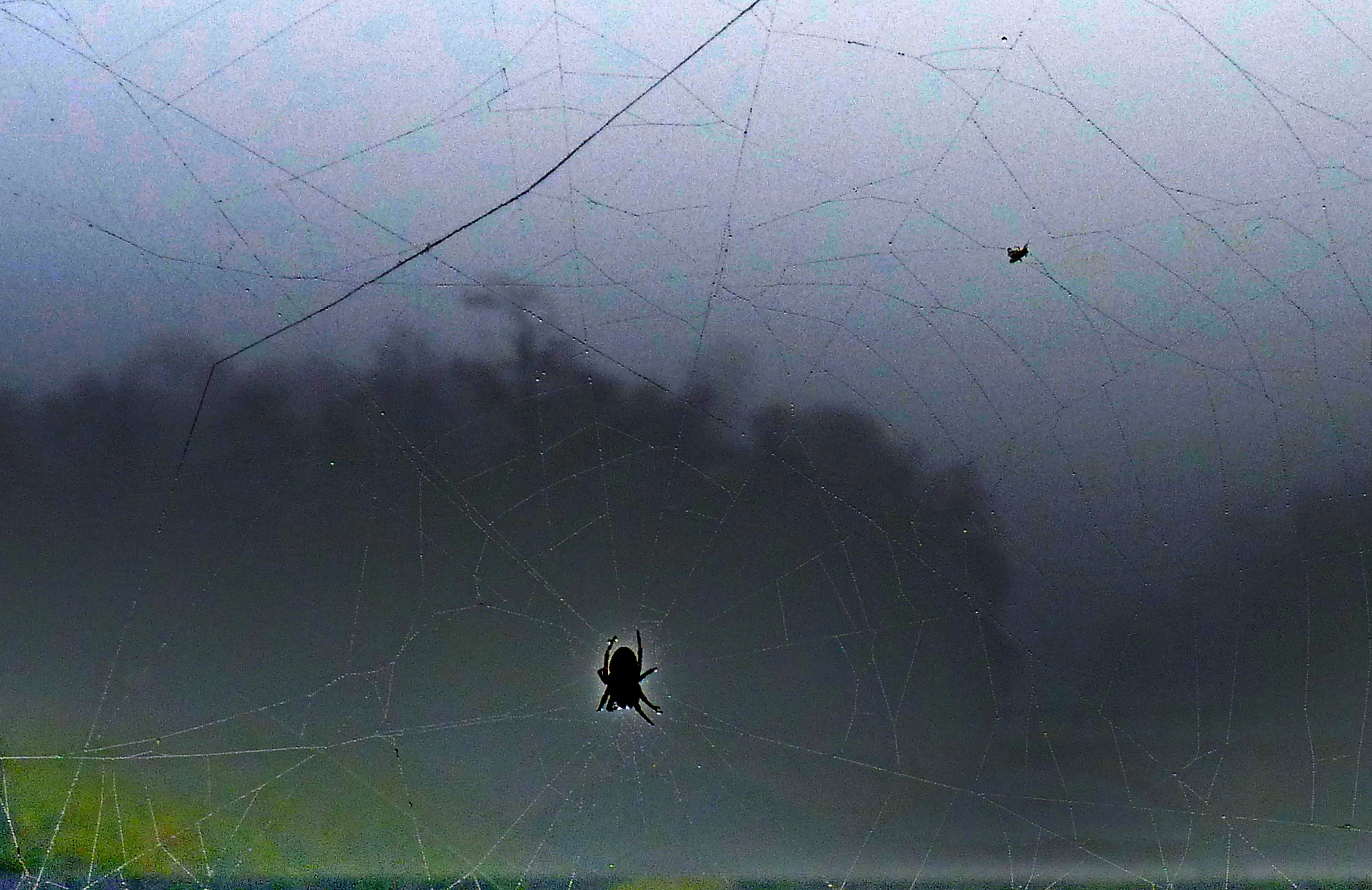 il cacciatore e la preda