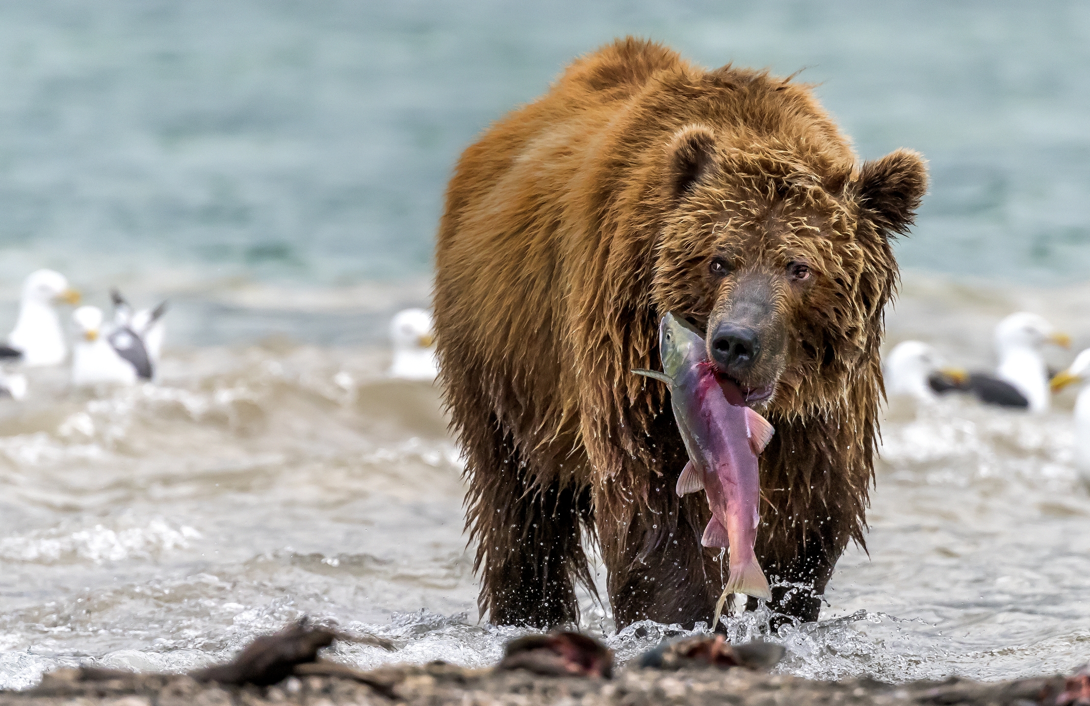 Kamchatka 2016 - Bocconcino