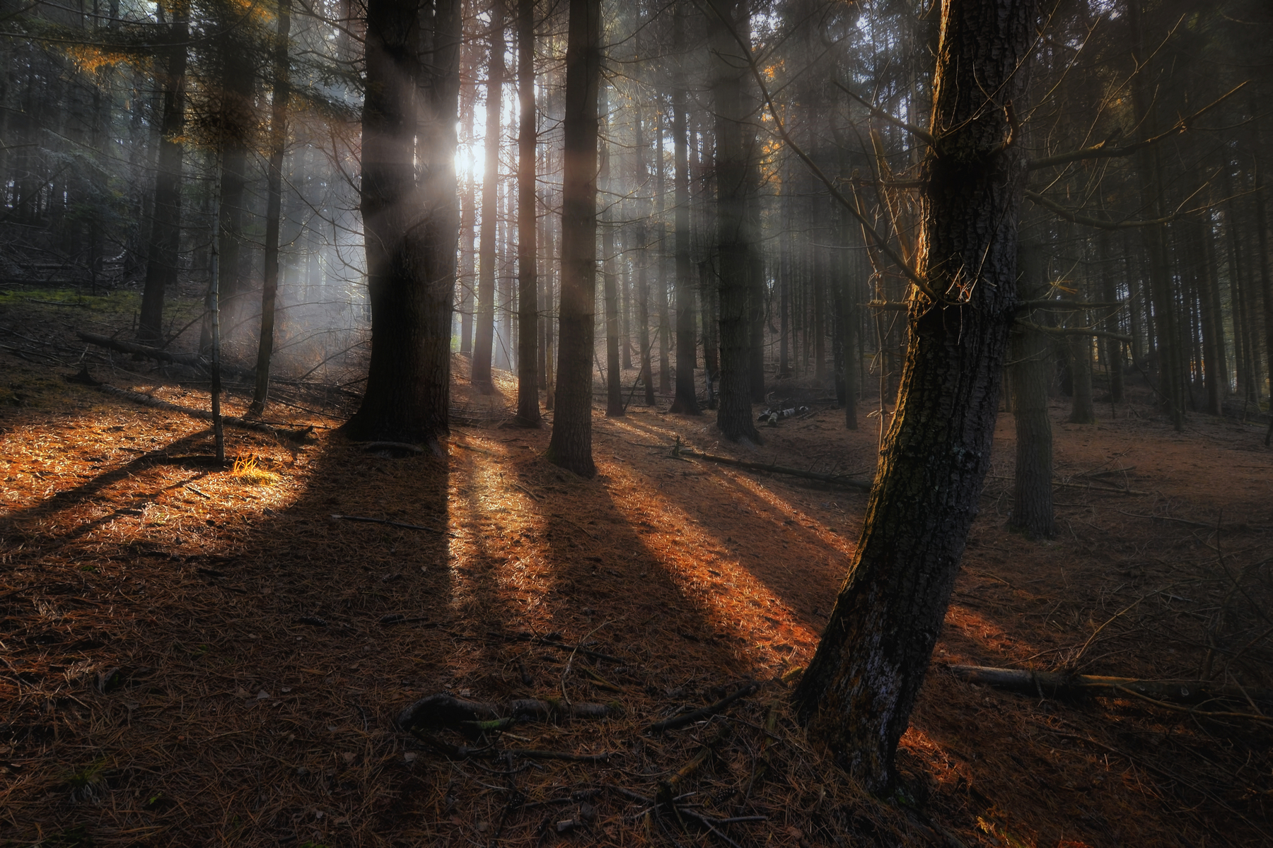 The first kiss of a new day