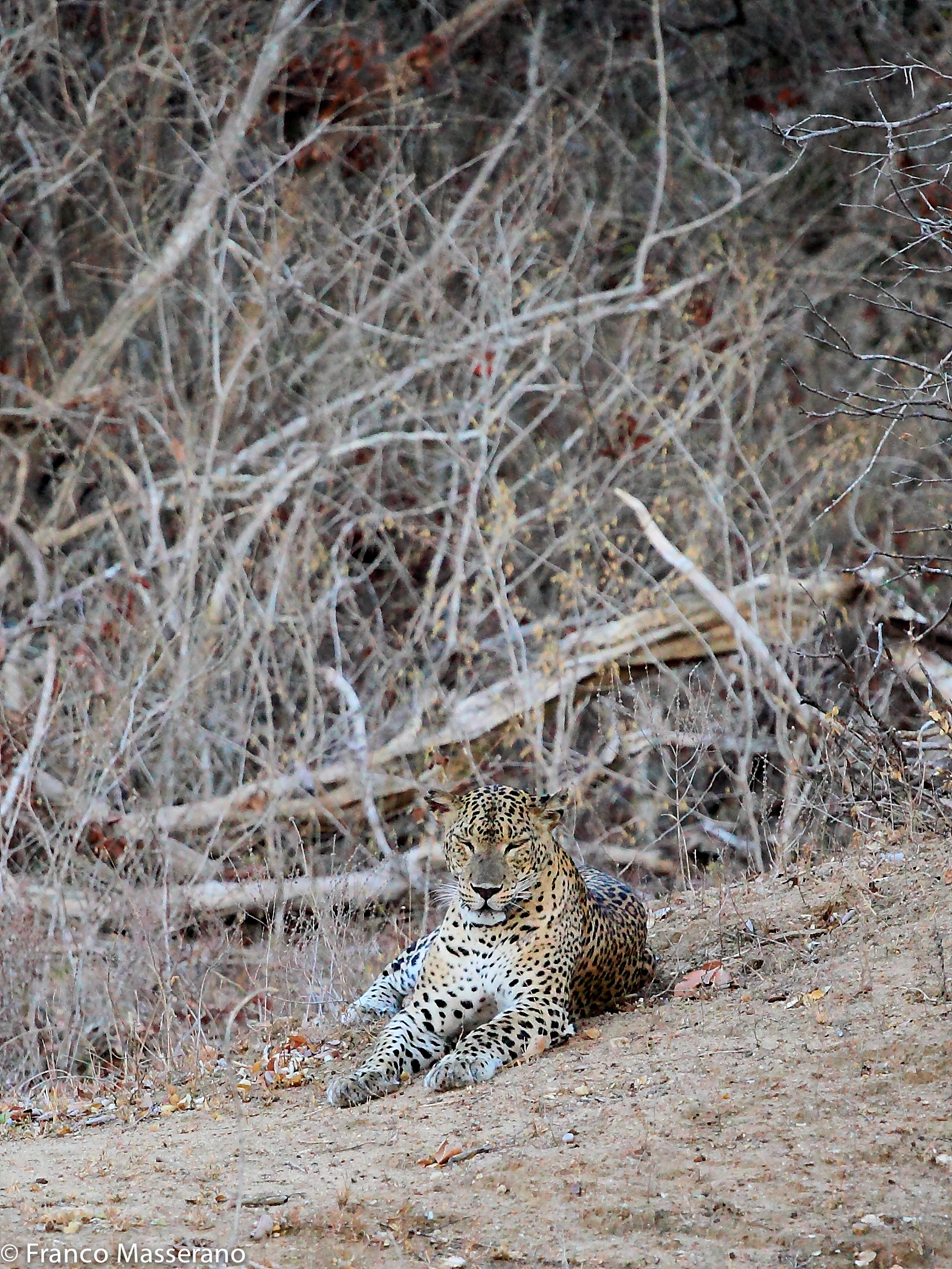 Leopardo, Sri Lanka - Riserva naturale Yala