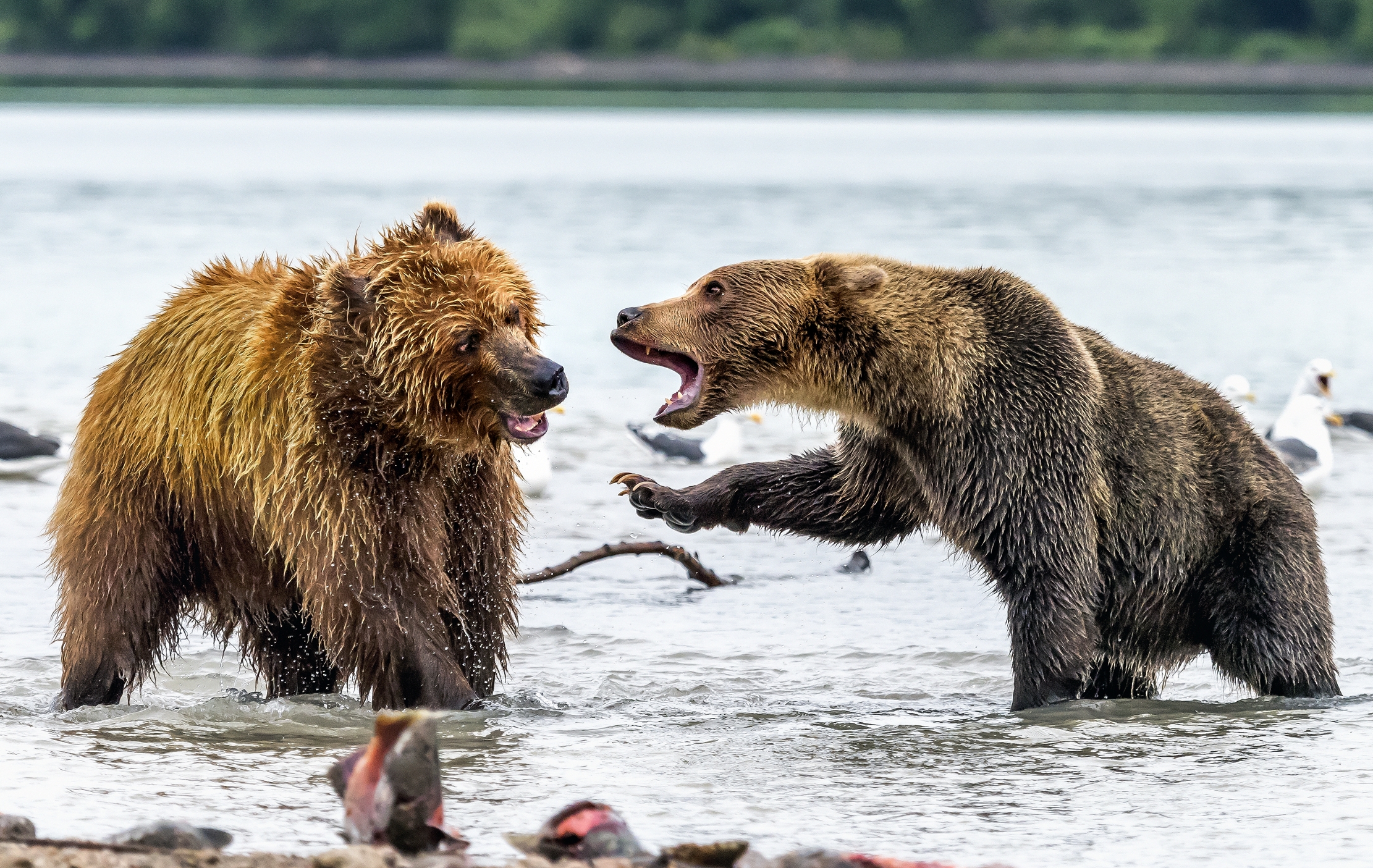 Kamchatka 2016 - Incontro