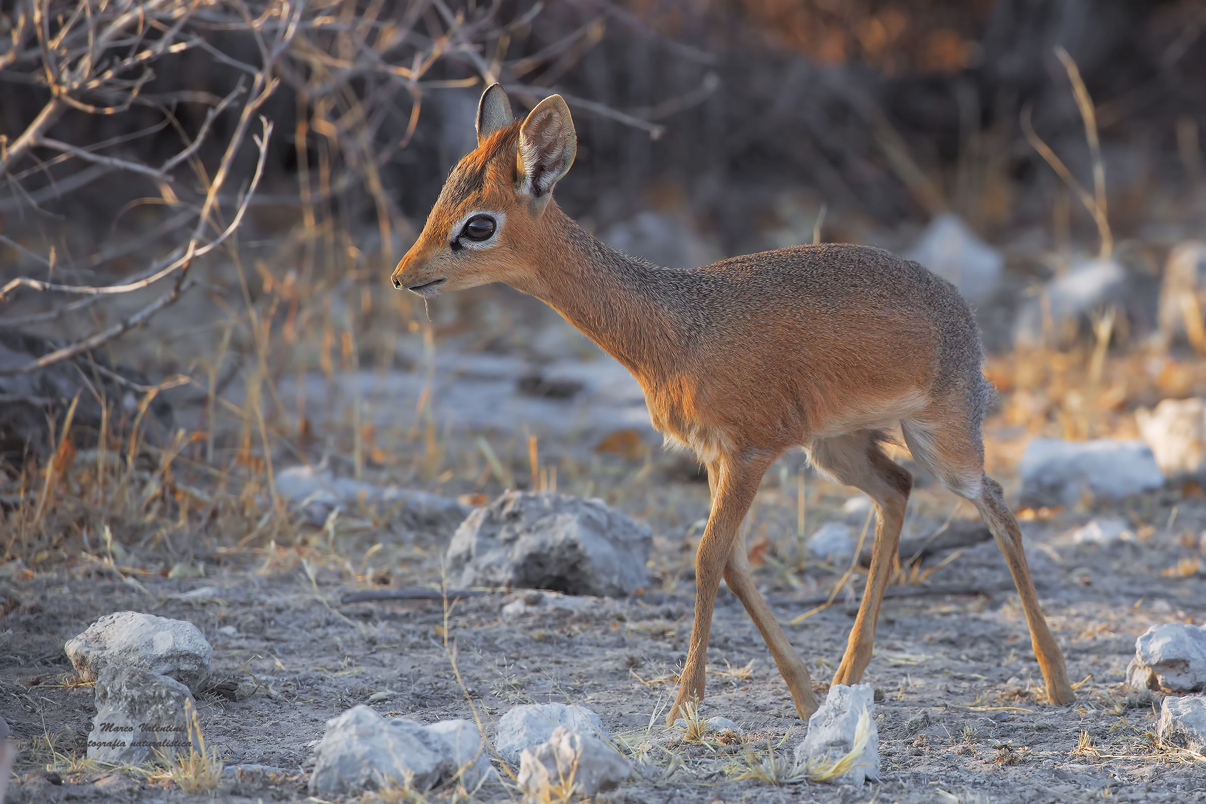 dik dik