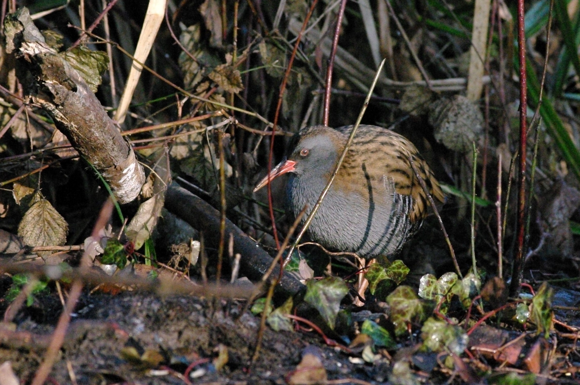 Water Rail