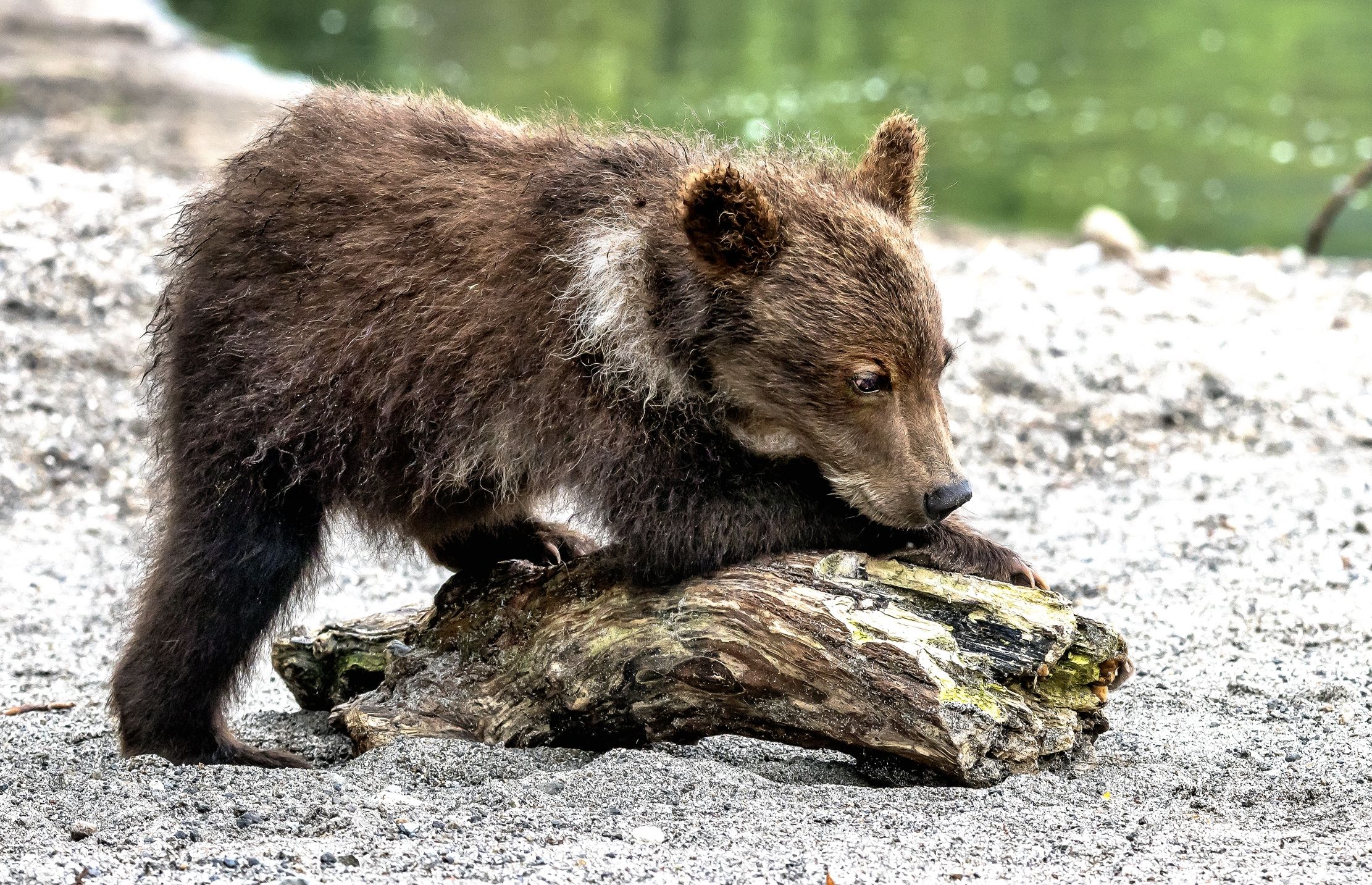 Kamchatka 2016 - Il tronchetto
