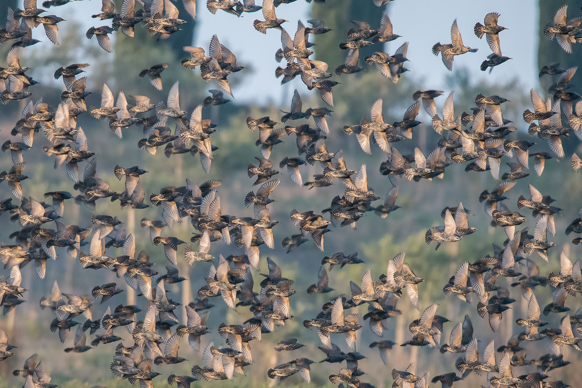 The magical flight of Starlings