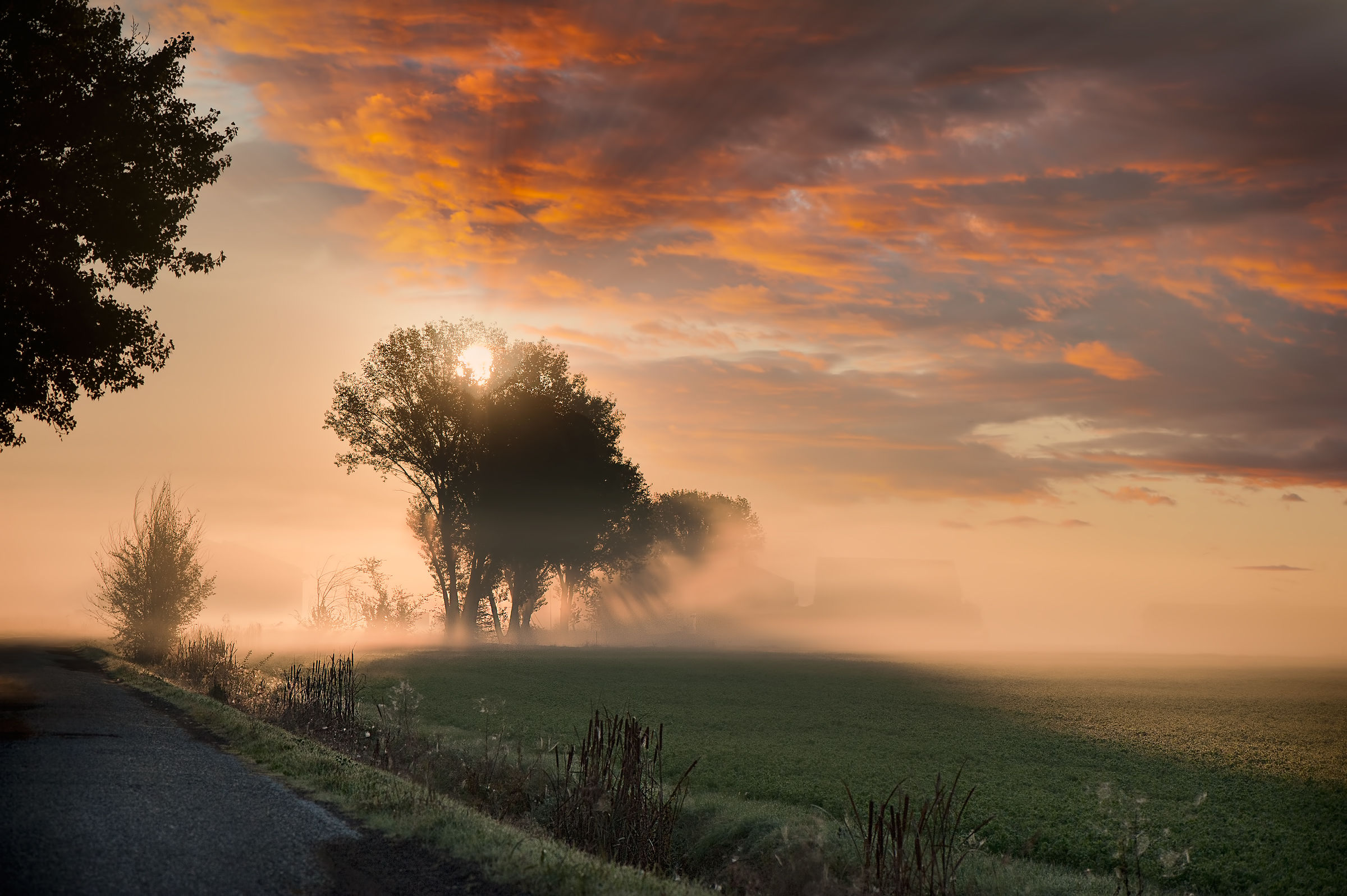 The sun pierces the morning mist Prine