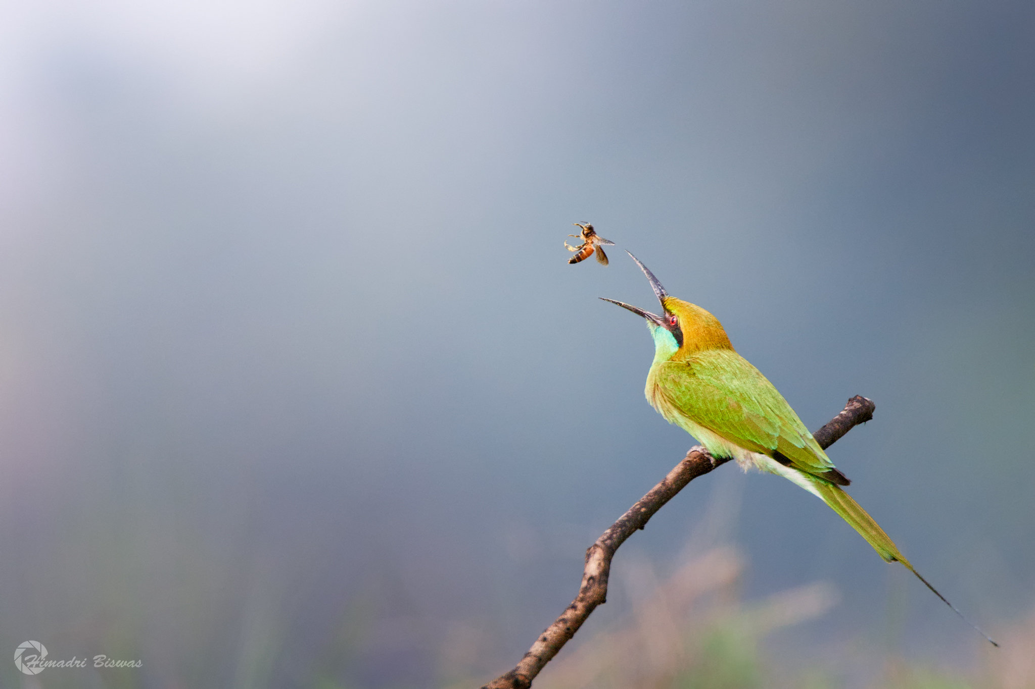 Green bee eater