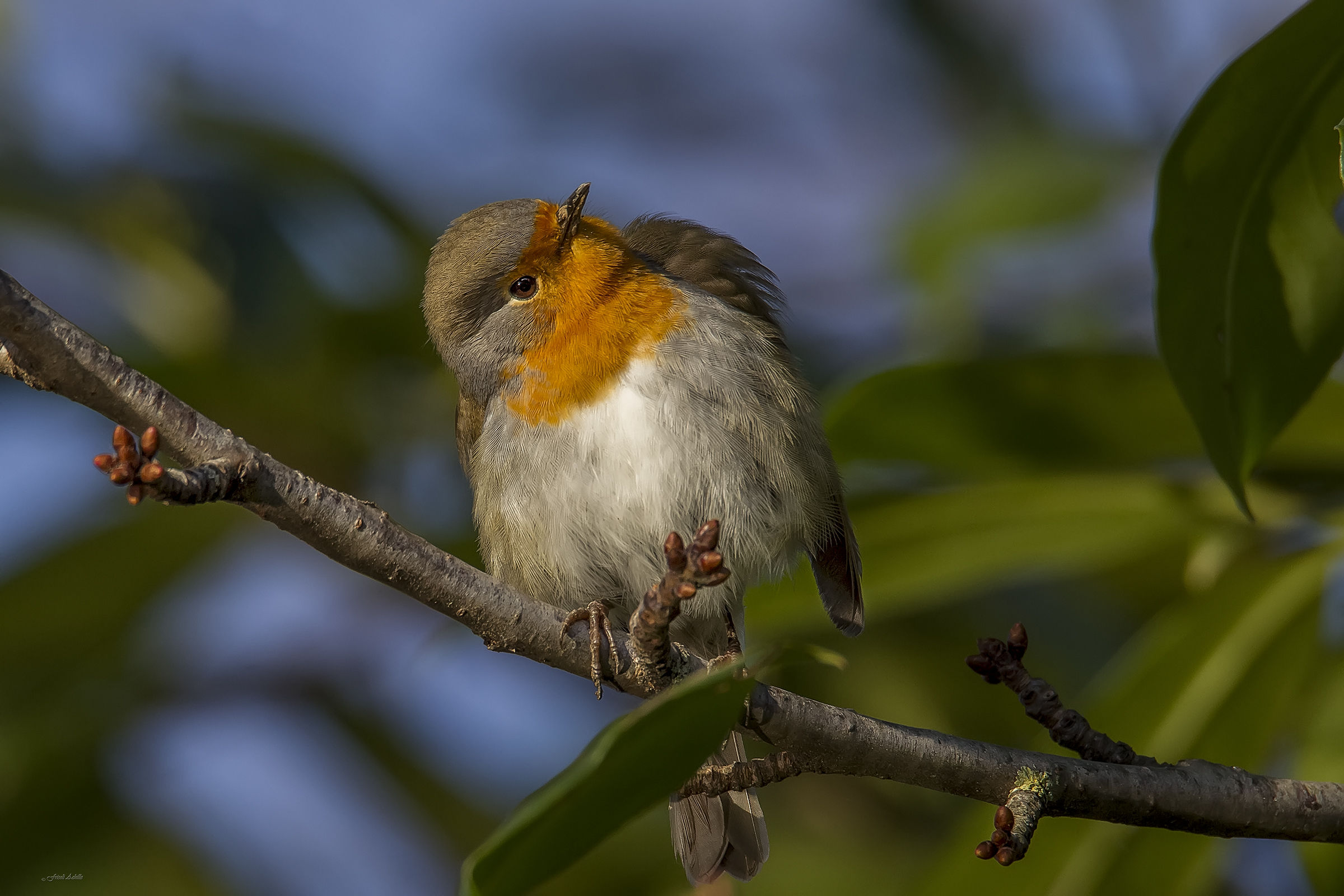 Test Tamron SP 150-600mm