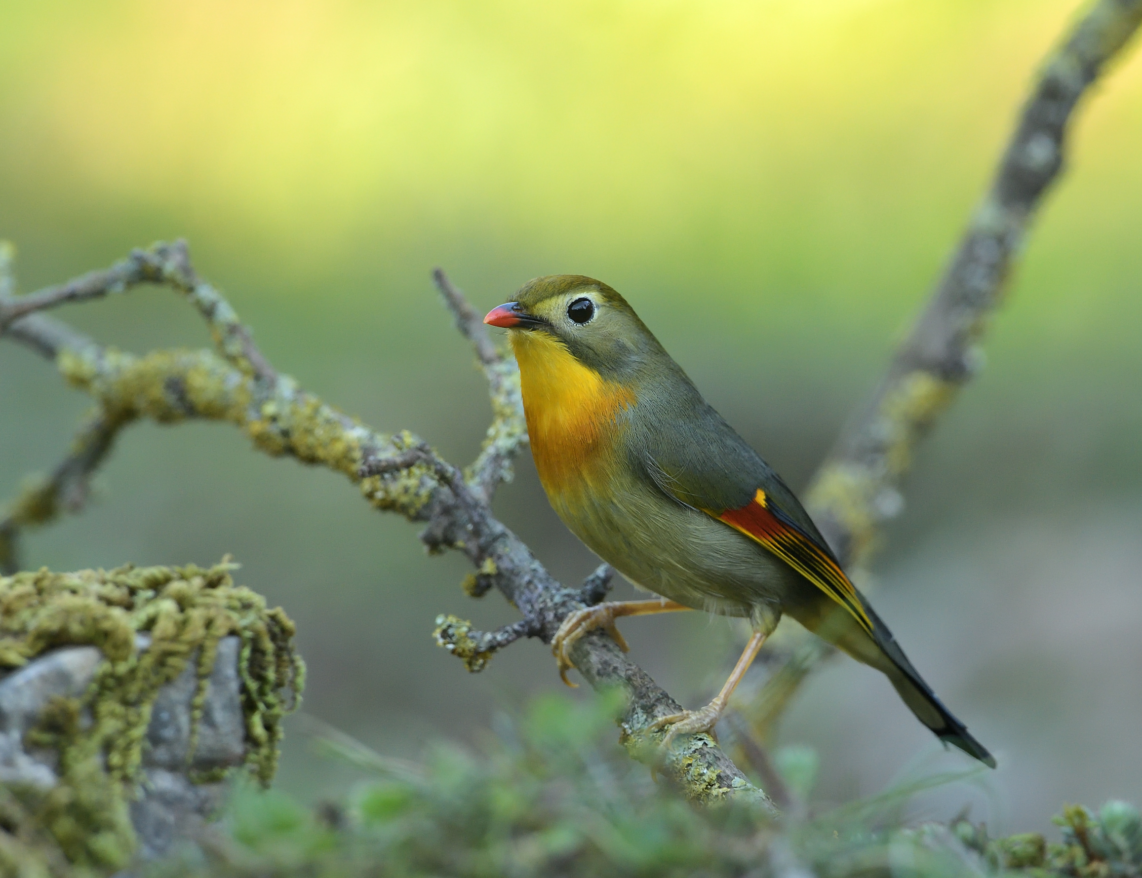 Nightingale of Japan