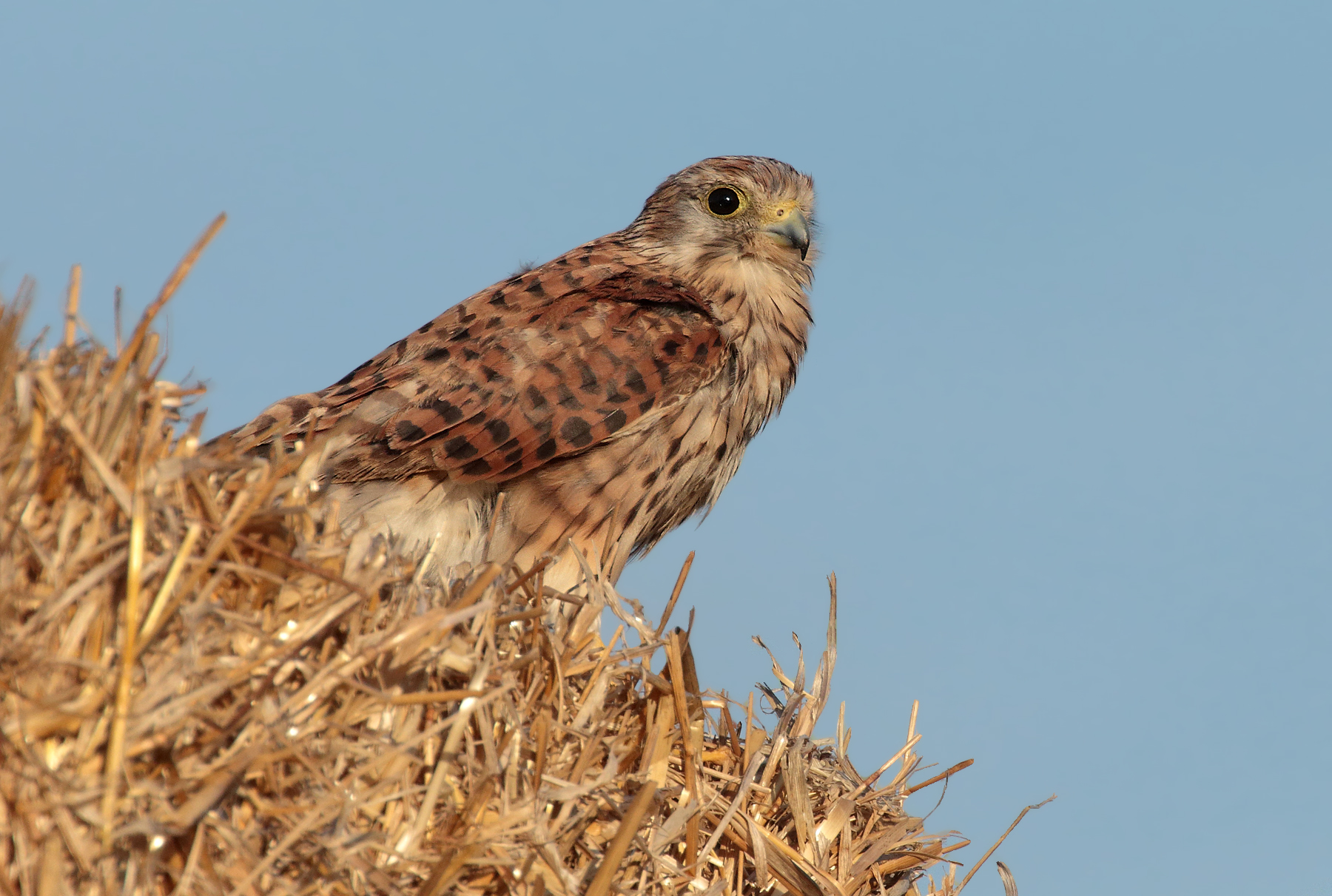 Kestrel (f)