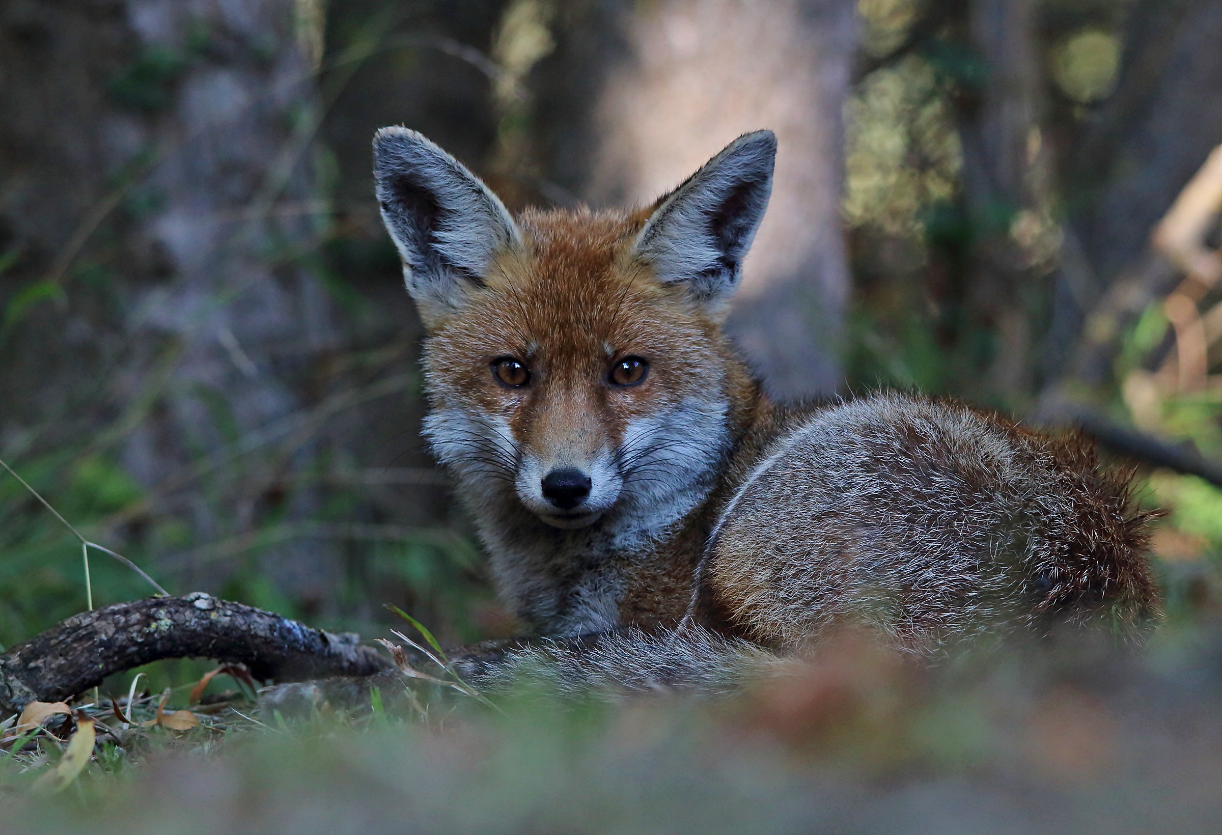 Red fox