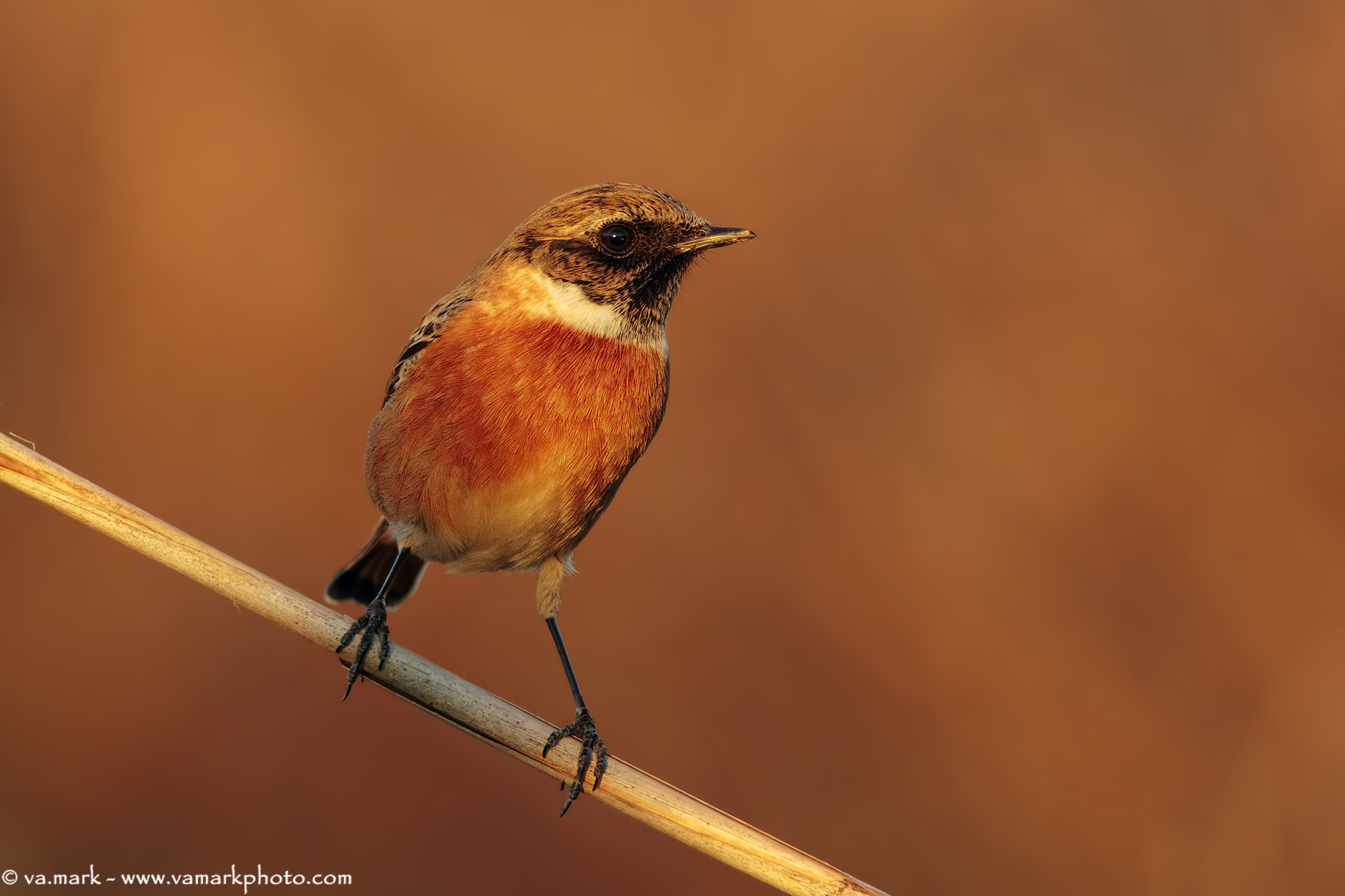 Stonechat (m)