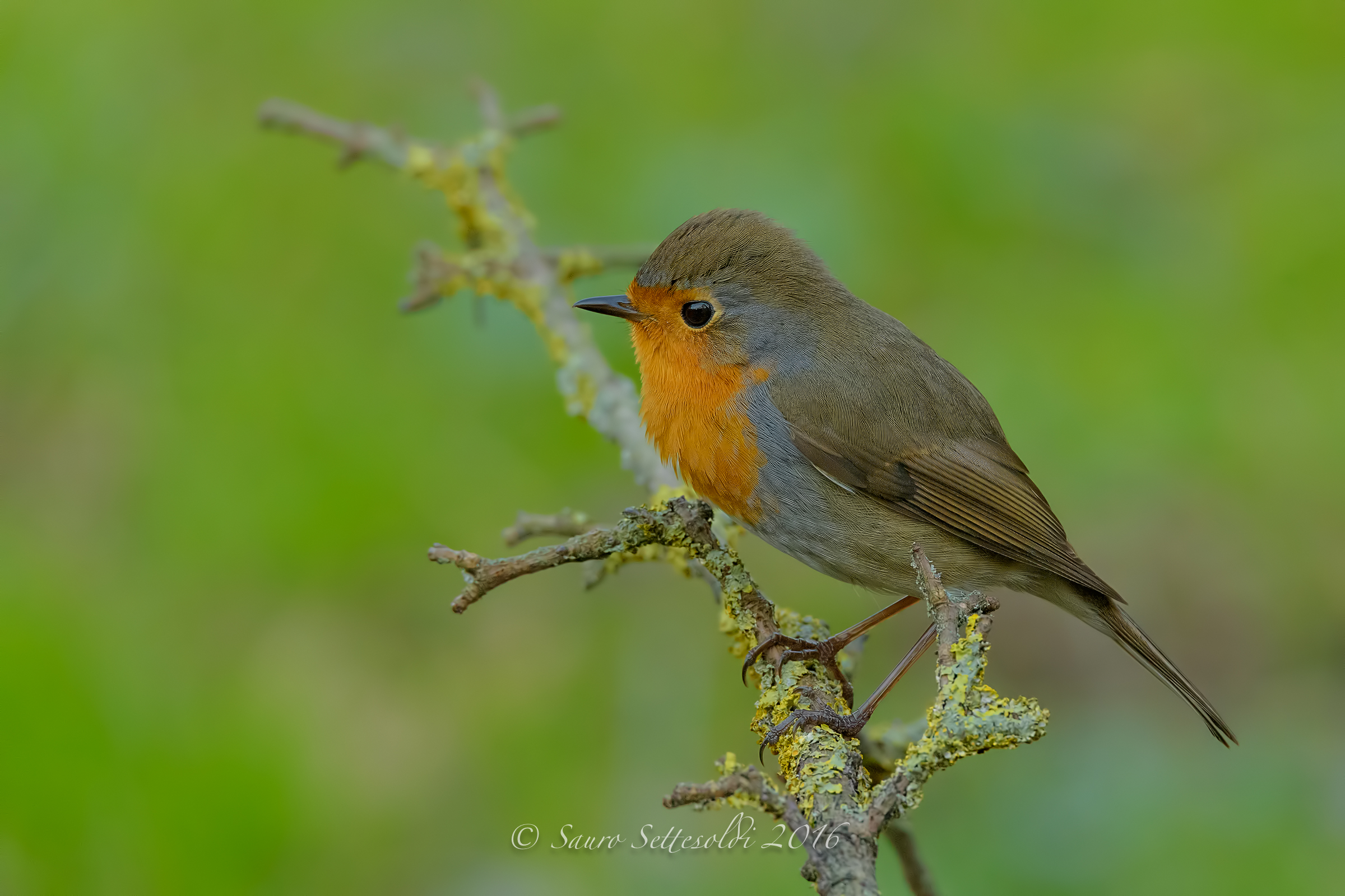 Robin